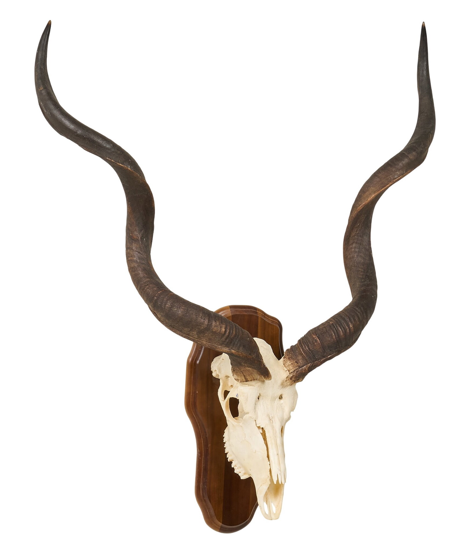 Kudu Skull Mount - 3