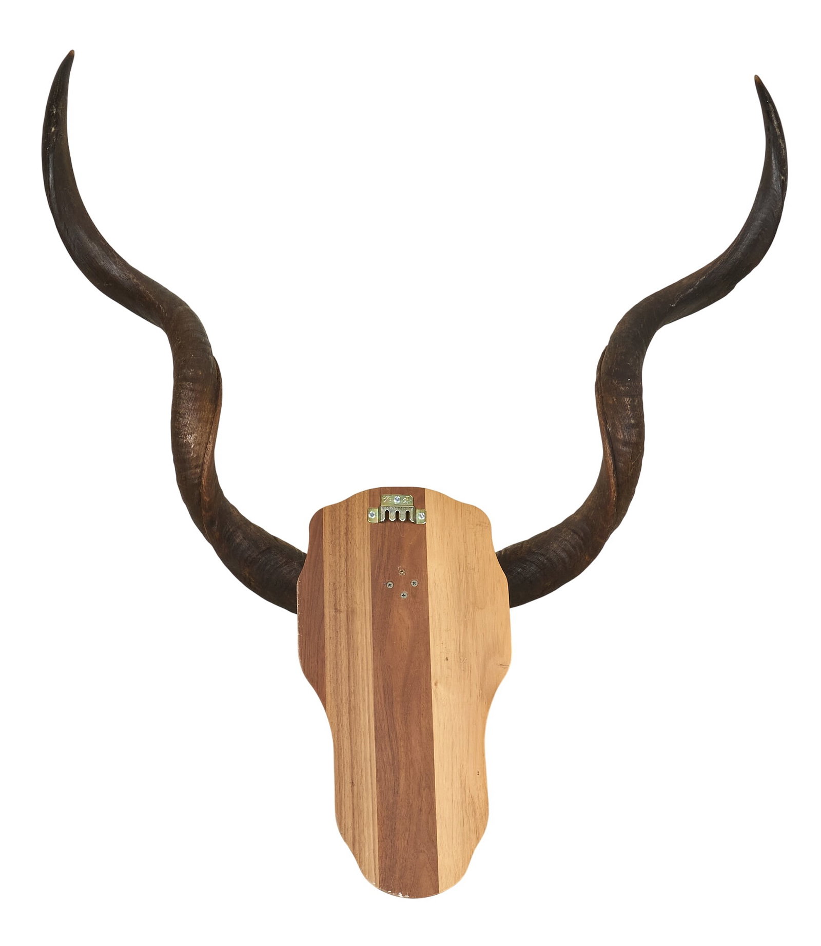 Kudu Skull Mount - 4