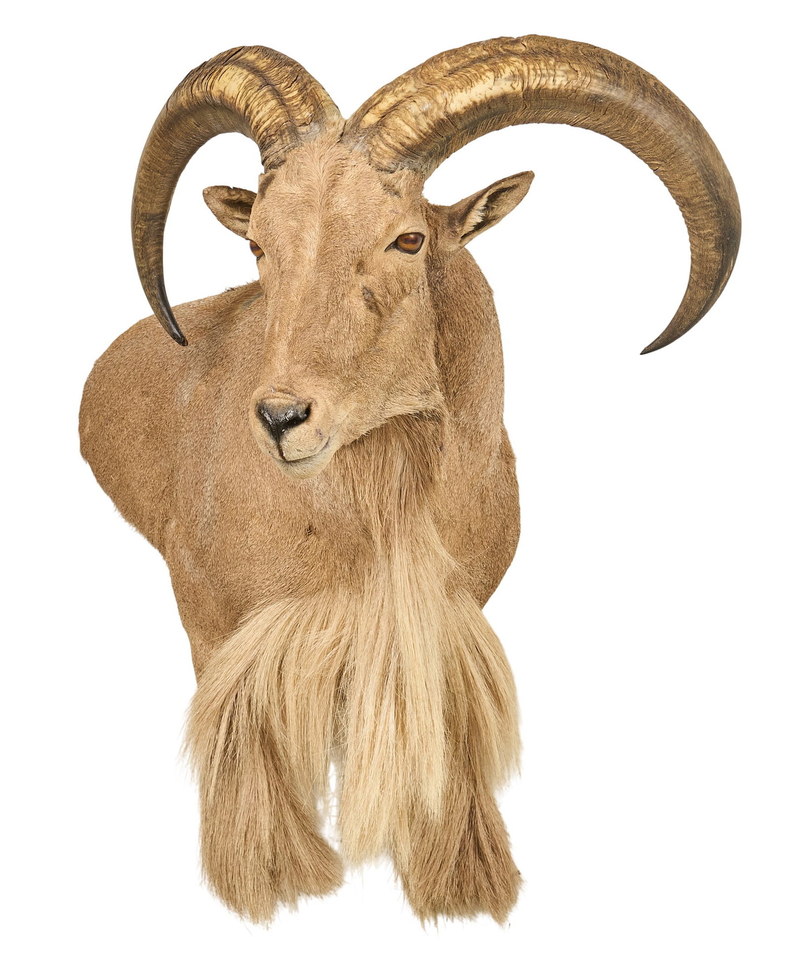 Audad Sheep Shoulder Mount: Audad sheep shoulder mount taxidermy height 42 in. x width 38 in. x depth 28 in. Provenance: Property from a home in Port Aransas, Texas 