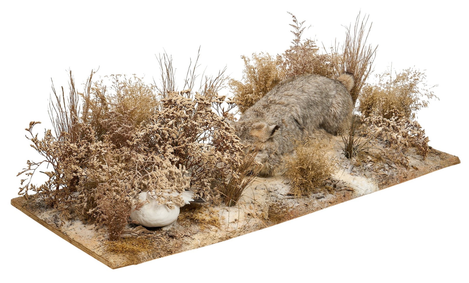 Bobcat Diorama: Taxidermy bobcat habitat diorama, depicting a bobcat stalking a quail amidst a naturalistic habitat, mounted on rectangular display base height 17 in. x width 62 in. x depth 22 in. Provenance: