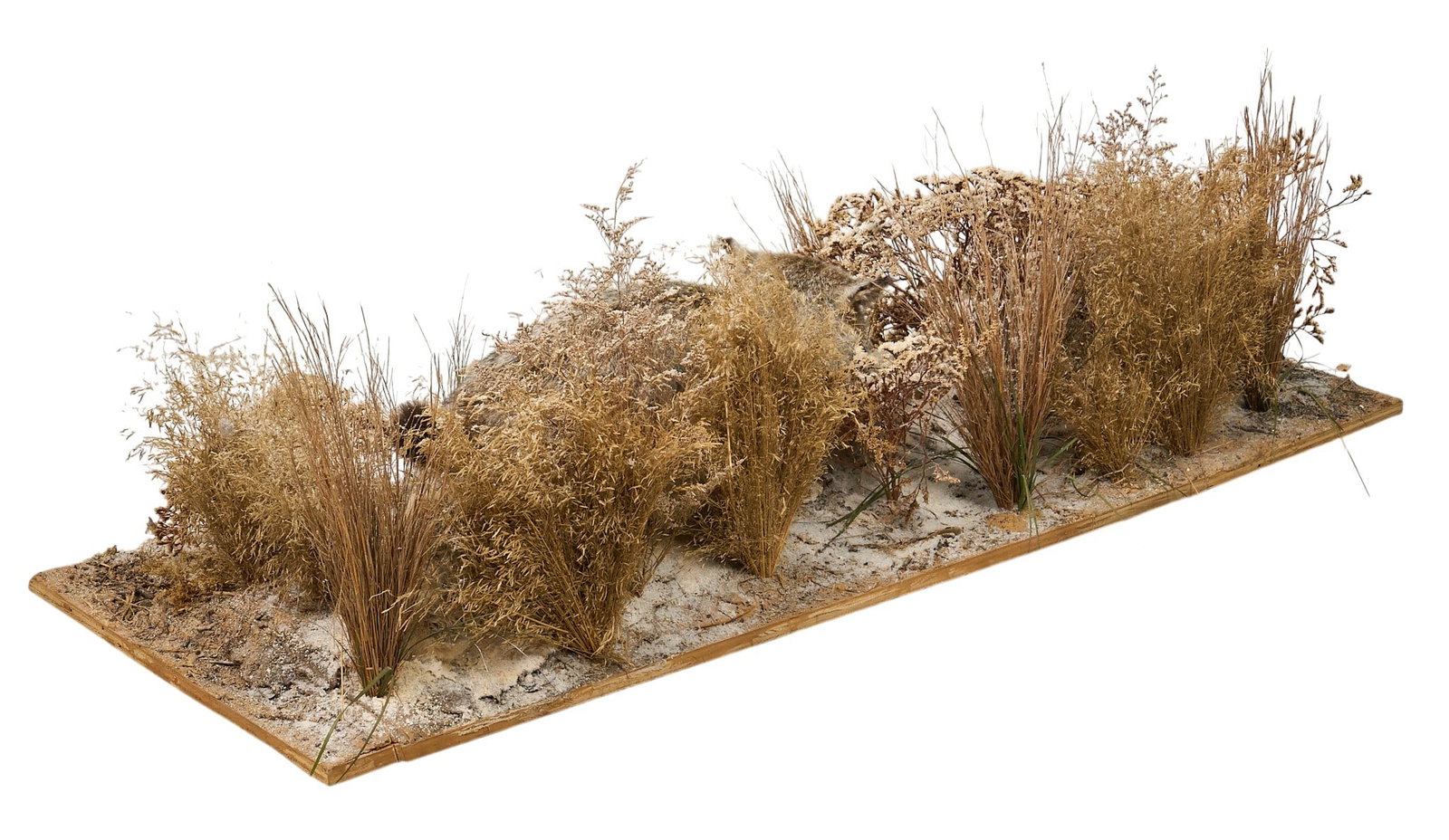 Bobcat Diorama - 2