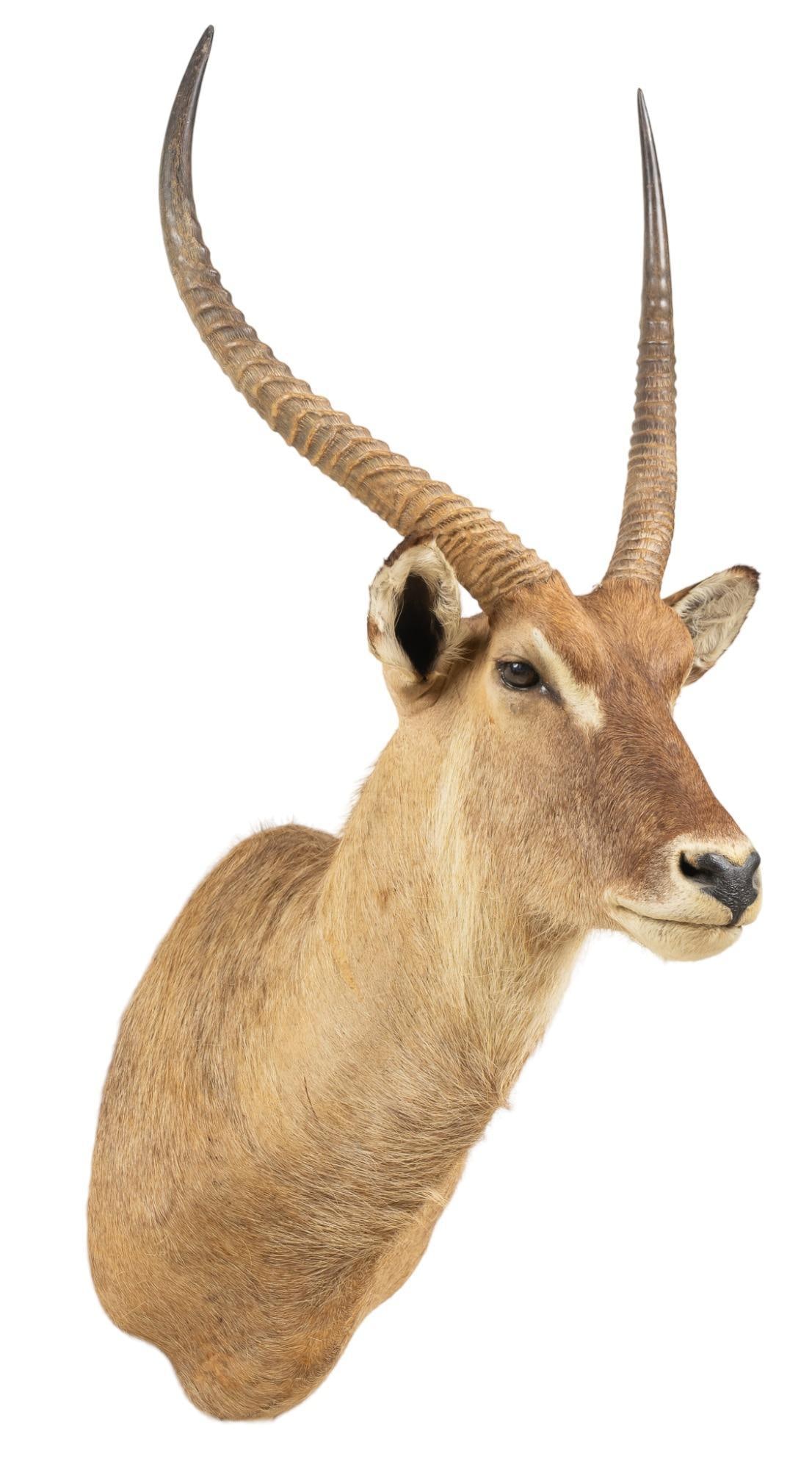 Waterbuck Shoulder Mount Taxidermy: Waterbuck shoulder mount taxidermy height 56 in. x width 23 in. x depth 30 in. Provenance: Property from a home in San Antonio, TX