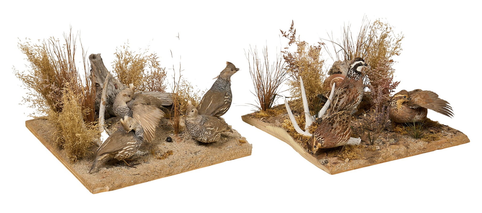 (2) Taxidermy Bird Dioramas: Two taxidermy upland game bird dioramas, each featuring mounted quail arranged within naturalistic landscapes with other mammal mounts height 12 in. x width 24 in. x depth 22 in. Provenance: Property