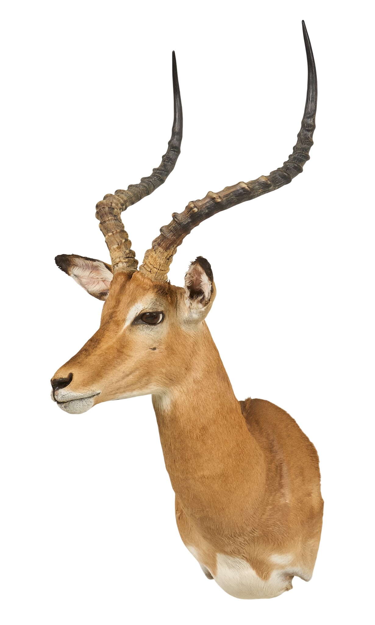 Impala Shoulder Mount: Impala shoulder mount taxidermy height 40 in. x width 15 in. x depth 21.5 in. Provenance: Property from a home in Port Aransas, Texas 