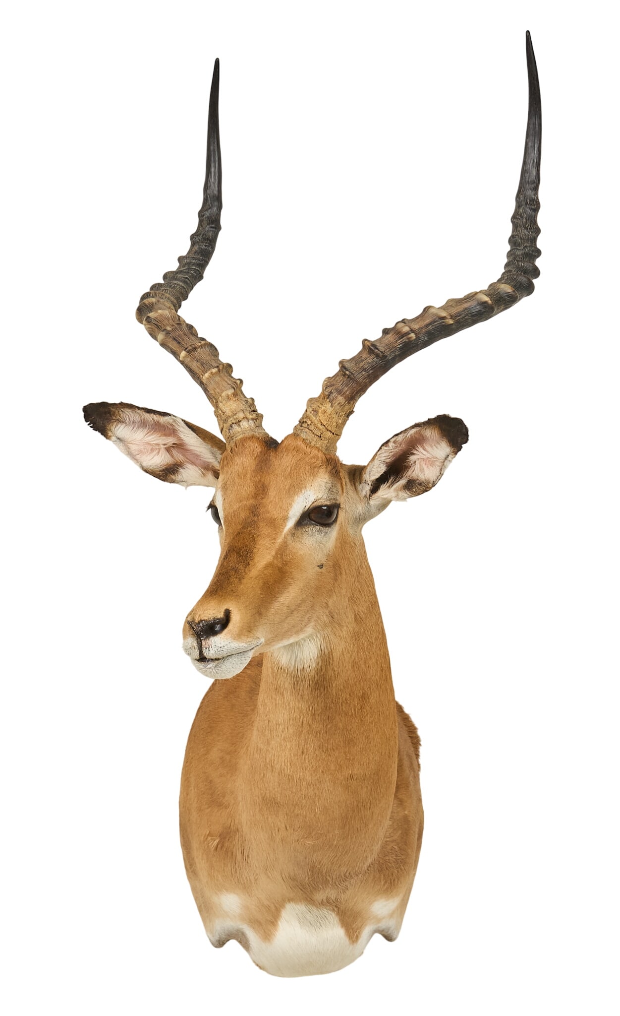Impala Shoulder Mount - 2
