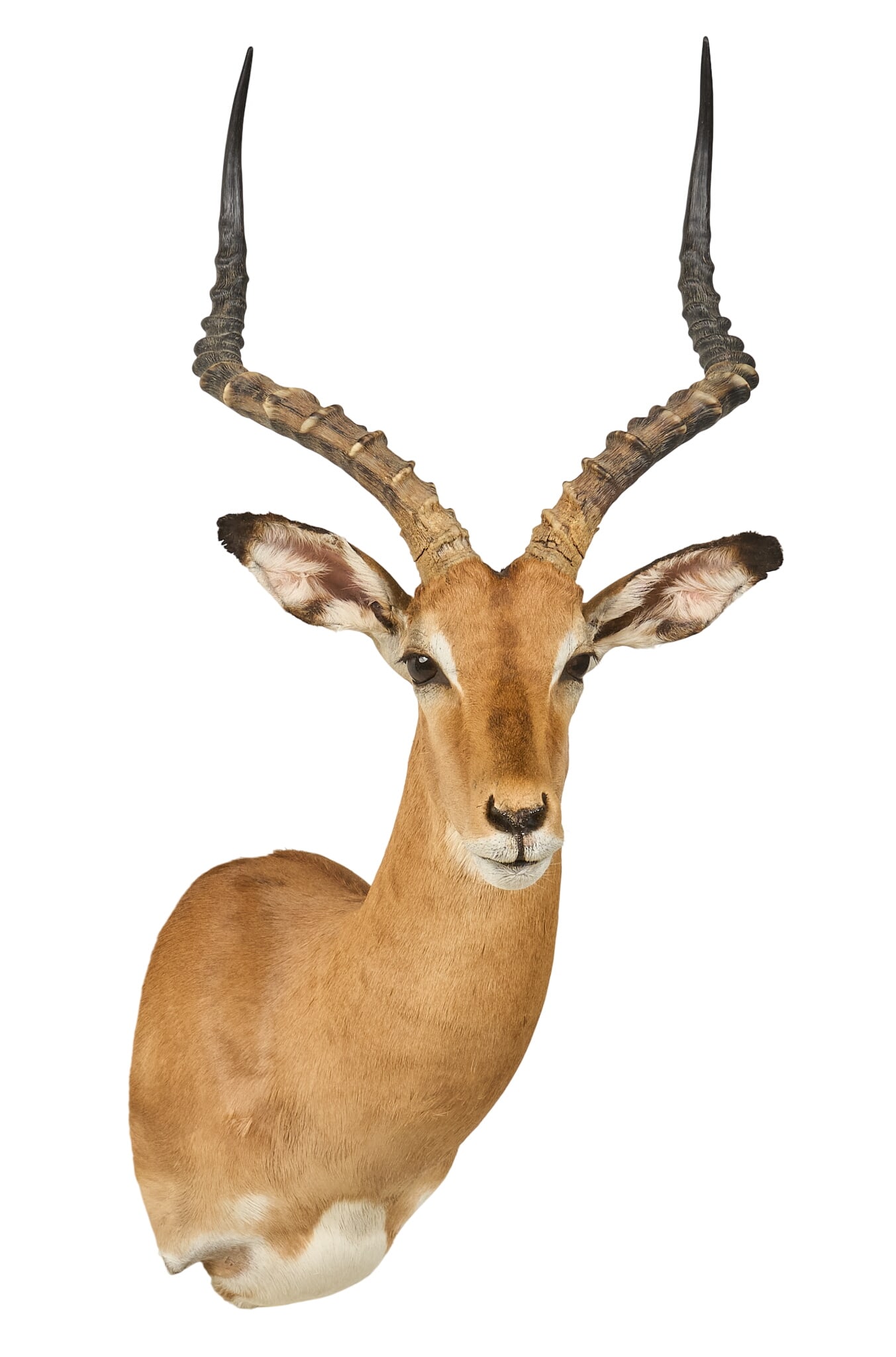Impala Shoulder Mount - 3