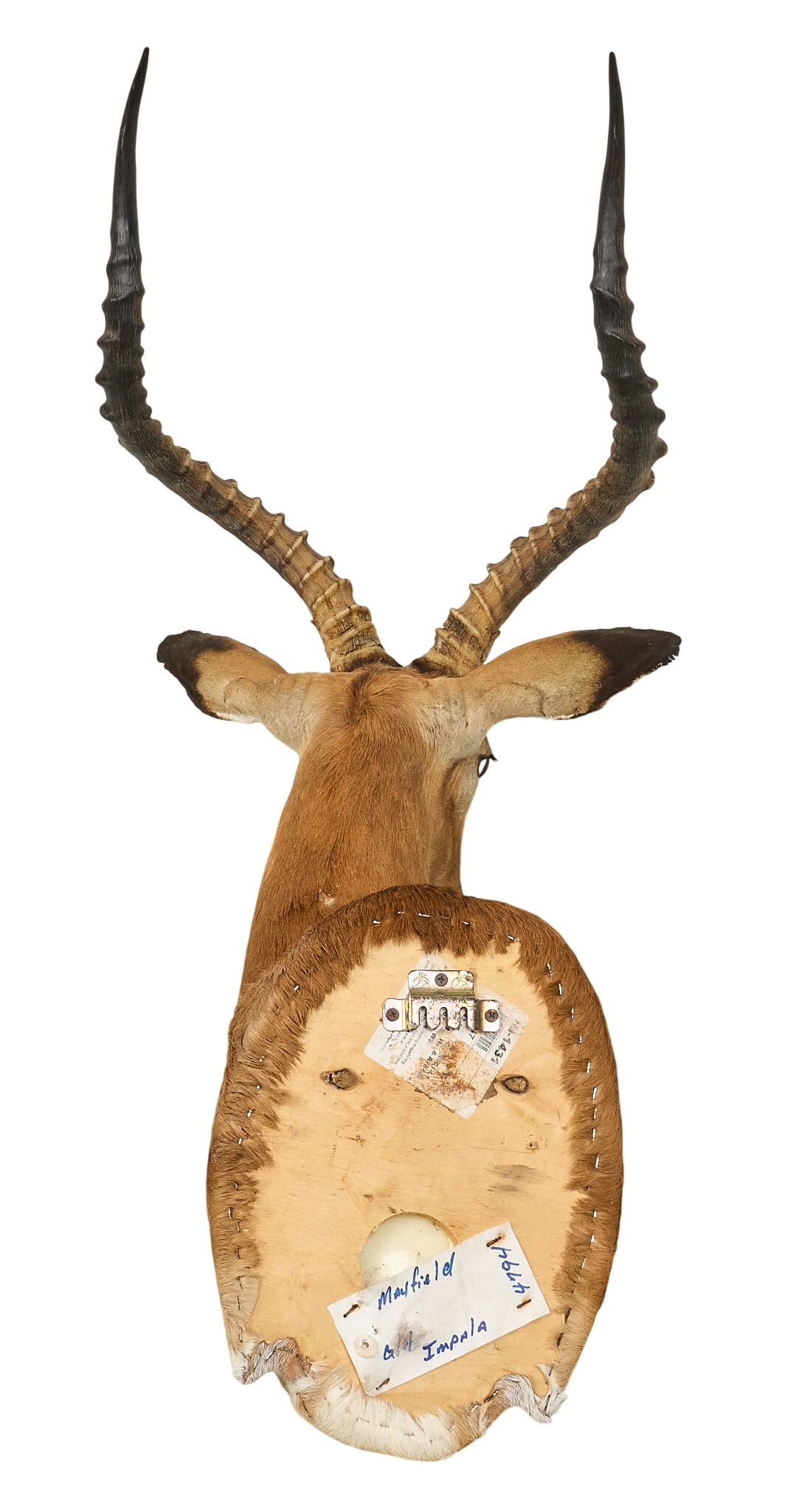 Impala Shoulder Mount - 4