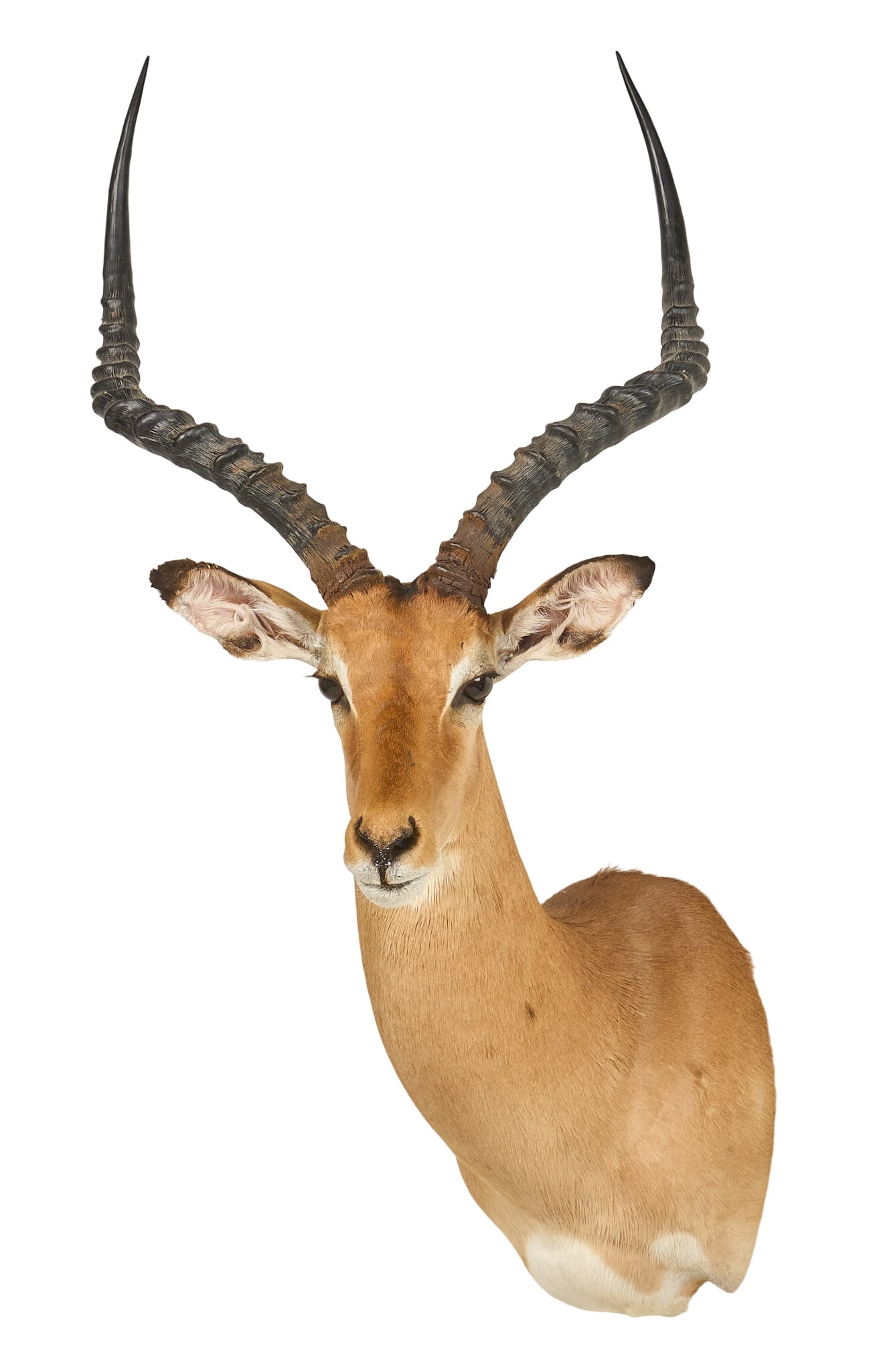 Impala Shoulder Mount: Impala shoulder mount taxidermy height 37 in. x width 18 in. x depth 20 in. Provenance: Property from a home in Port Aransas, Texas 