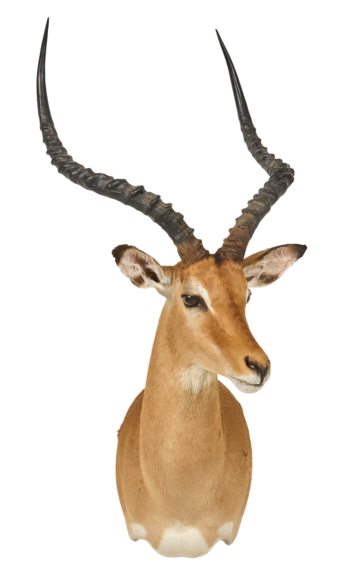 Impala Shoulder Mount - 2