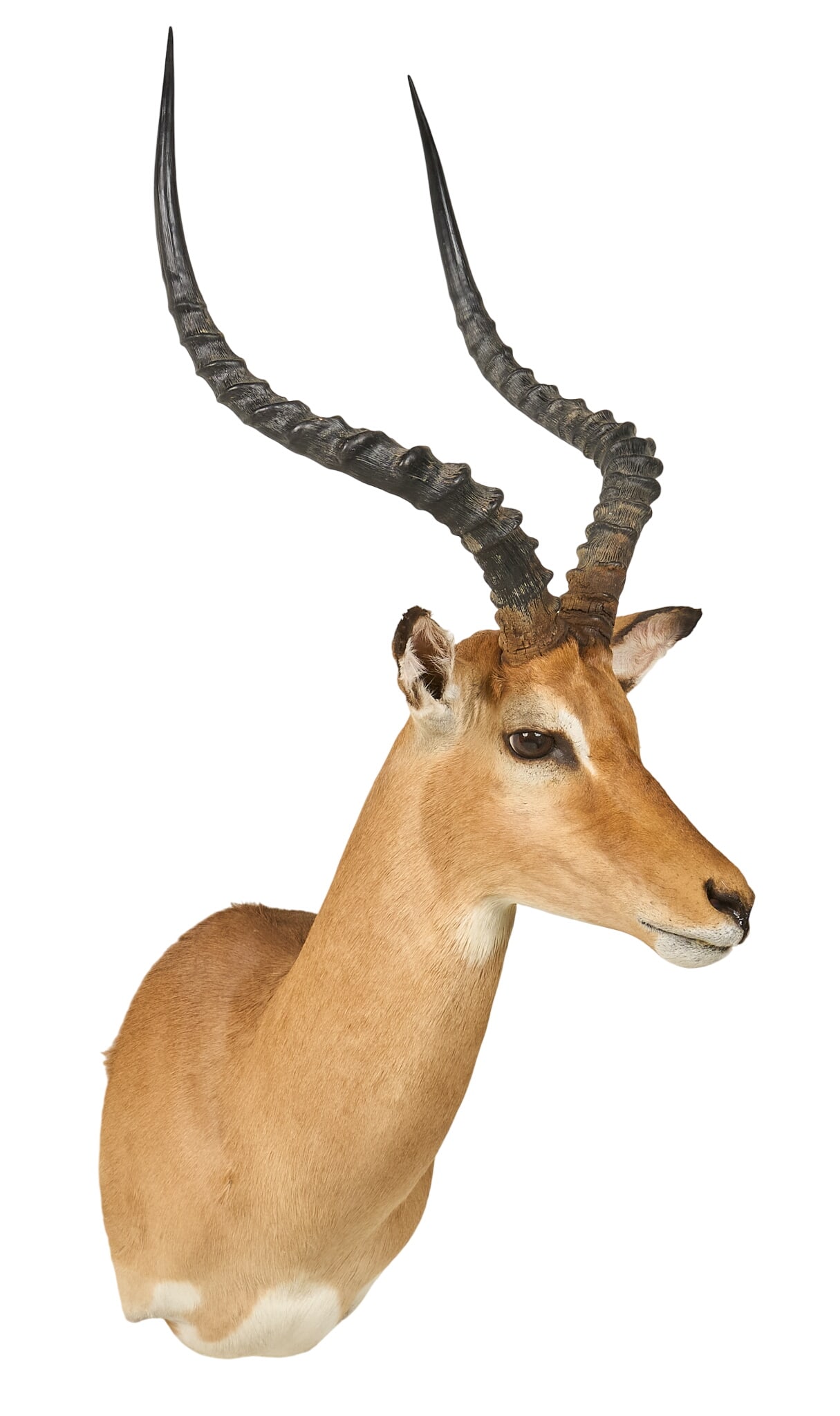 Impala Shoulder Mount - 3
