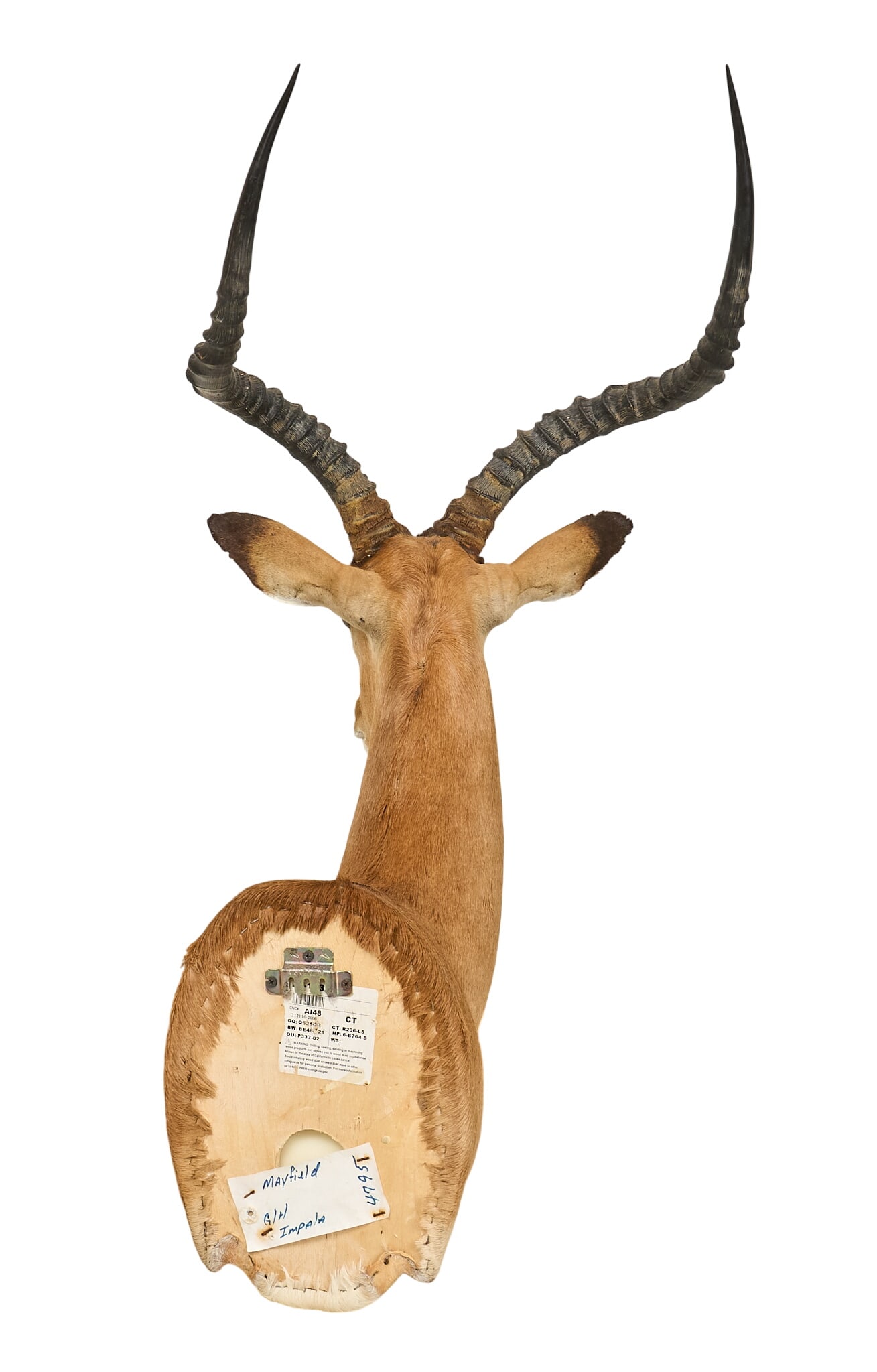 Impala Shoulder Mount - 4