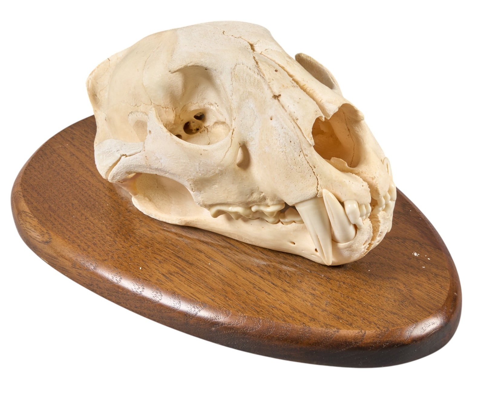 Feline Skull: Feline skull specimen on wooden base height 11 in. x width 7 in. x depth 5 in. Provenance: Property from a home in San Antonio, Texas 