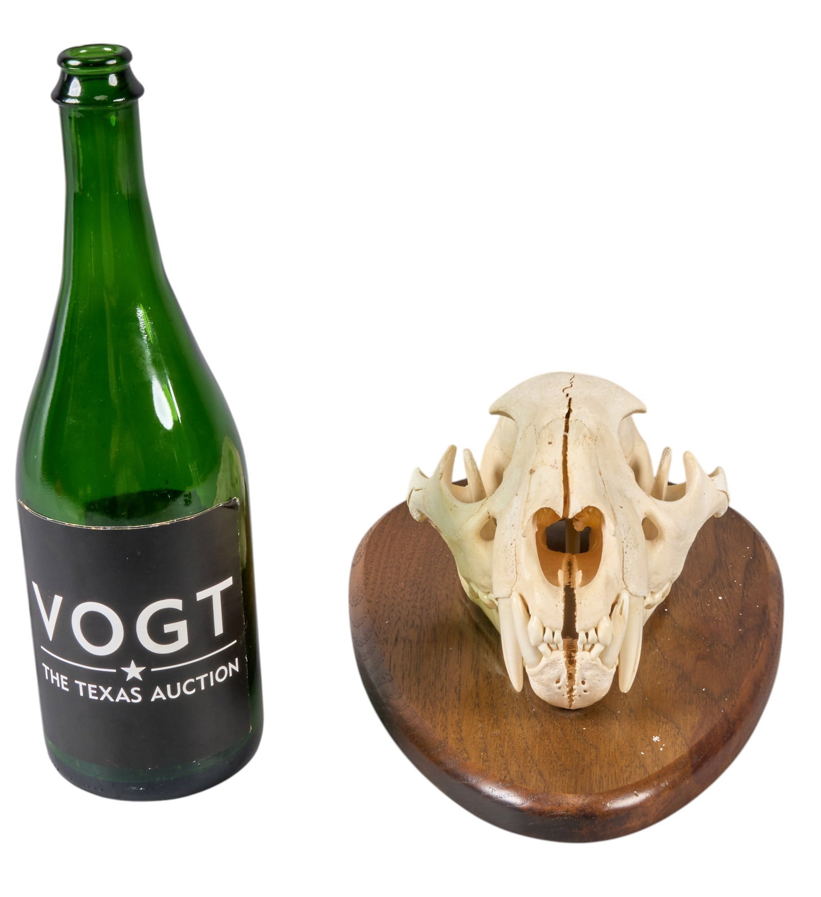 Feline Skull - 2