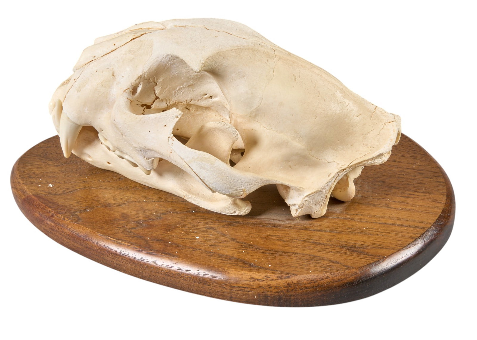 Feline Skull - 3