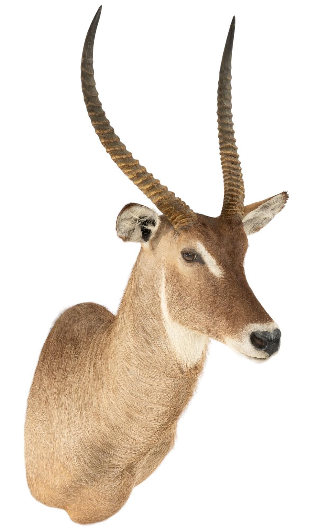 Waterbuck Shoulder Mount: Waterbuck shoulder mount taxidermy height 51 in. x width 19.5 in. x depth 30 in. Provenance: Property from a home in San Antonio, Texas