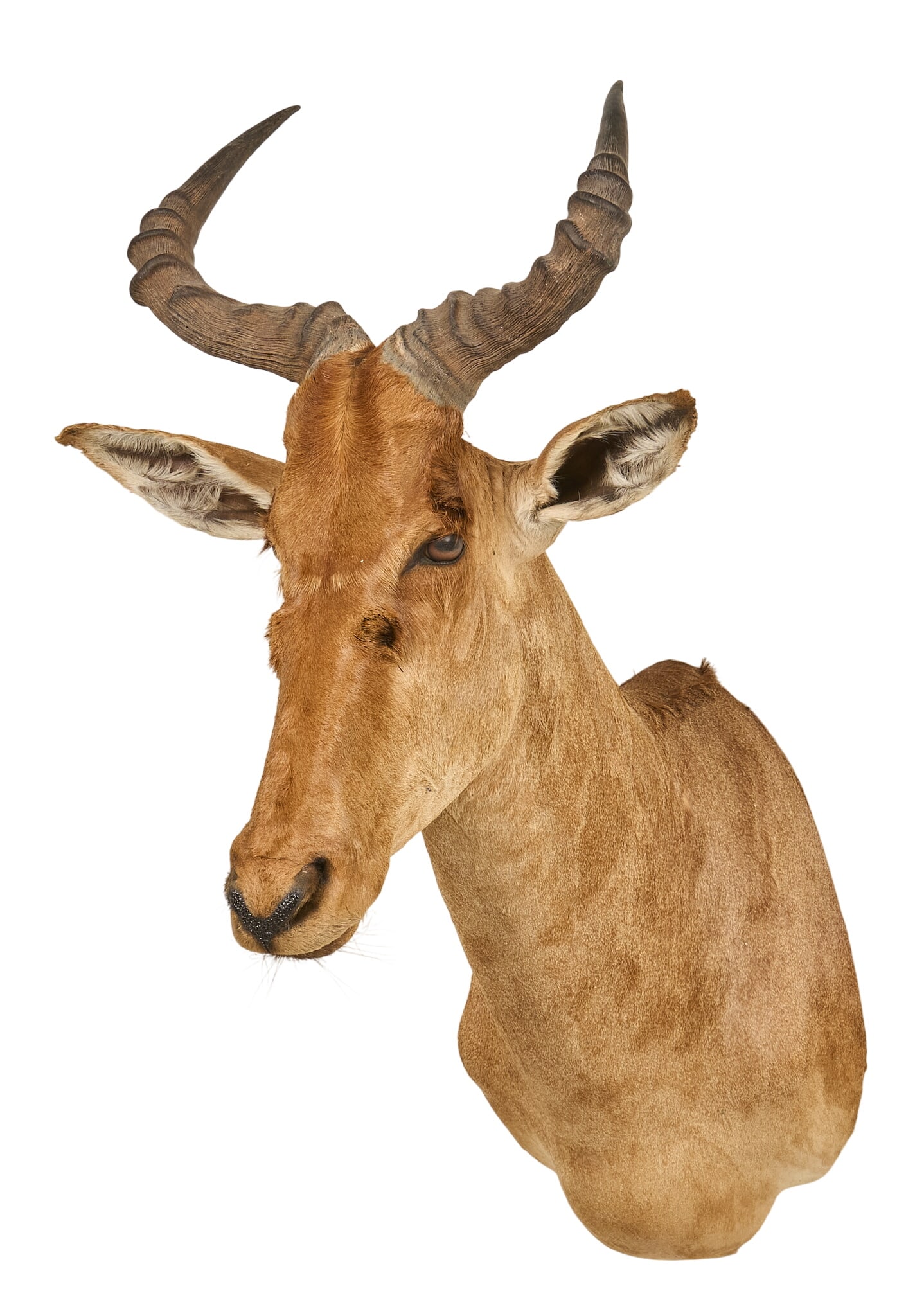 Hartebeest Shoulder Mount: Hartebeest shoulder mount taxidermy height 37 in. x width 21 in. x depth 26 in. Provenance: Property from a home in Port Aransas, Texas 