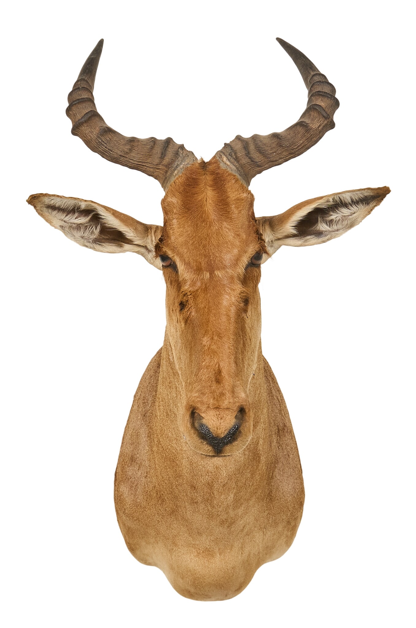 Hartebeest Shoulder Mount - 2