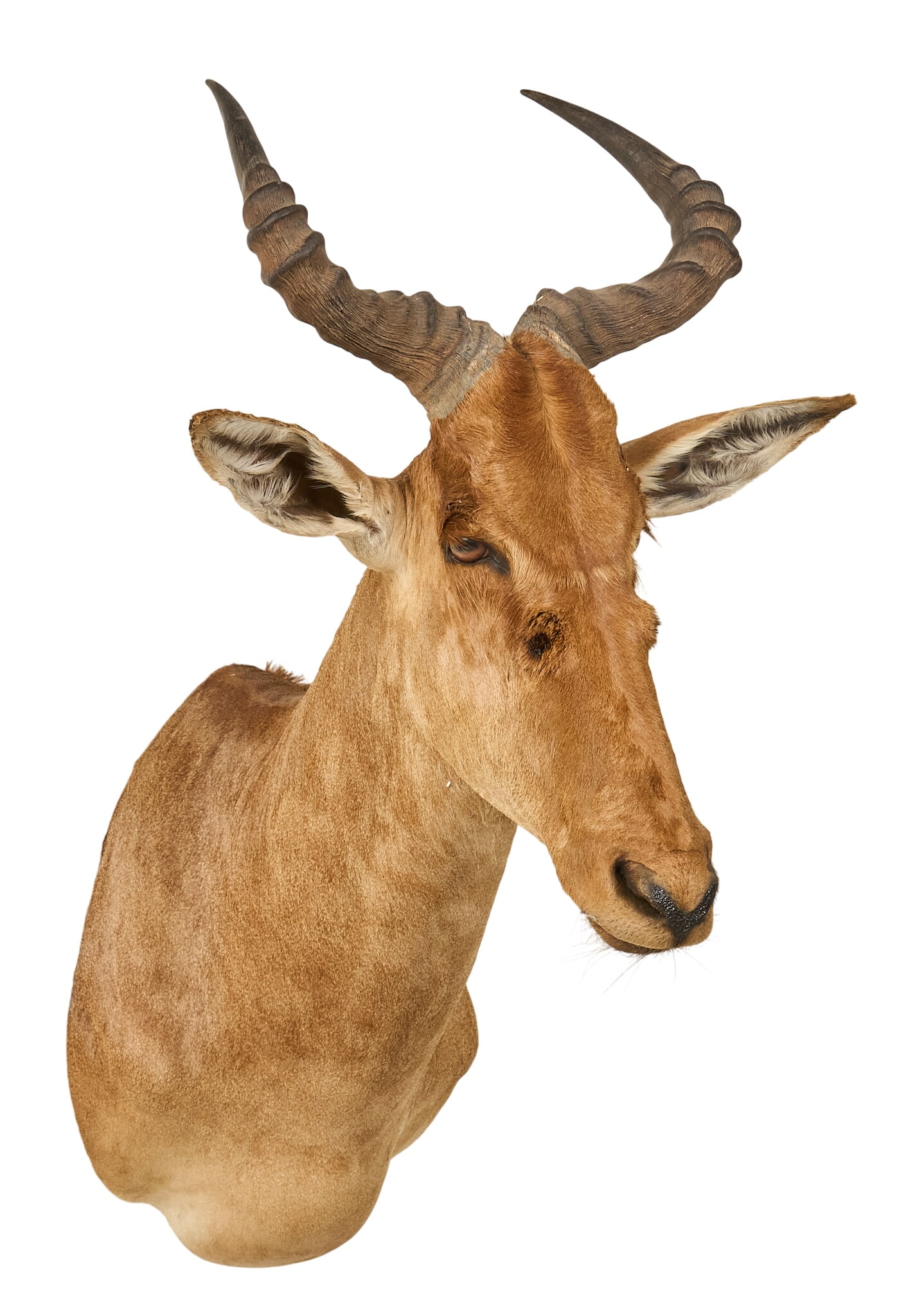 Hartebeest Shoulder Mount - 3
