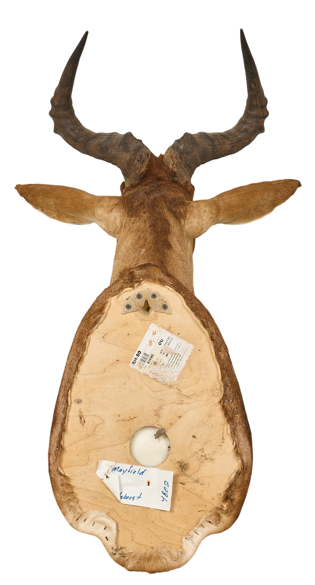 Hartebeest Shoulder Mount - 4