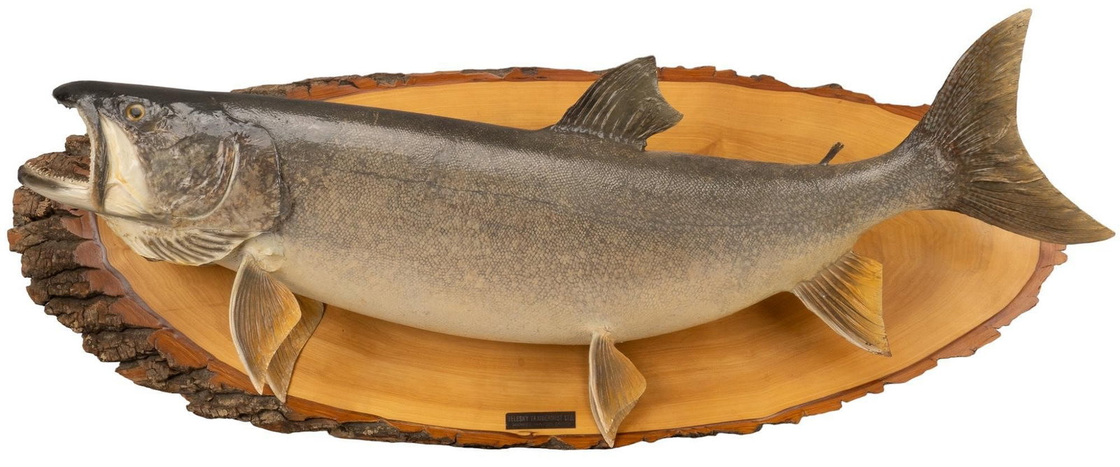Lake Trout Fish Wall Mount (1 of 4)