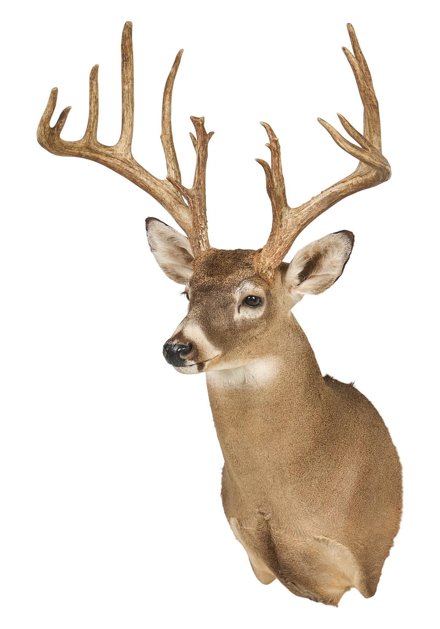 Atypical White Tail Shoulder Mount (1 of 4)