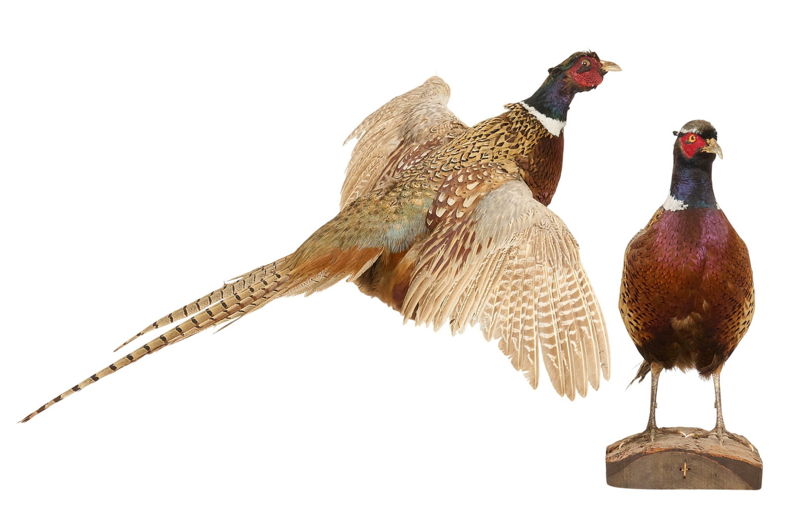 (2) Pheasant Mounts: Two ring-necked pheasant taxidermy mounts, comprising one flying wall mount with wings outstretched and one standing mount on a shaped wood base height 26 in. x width 30 in. x depth 21 in.
