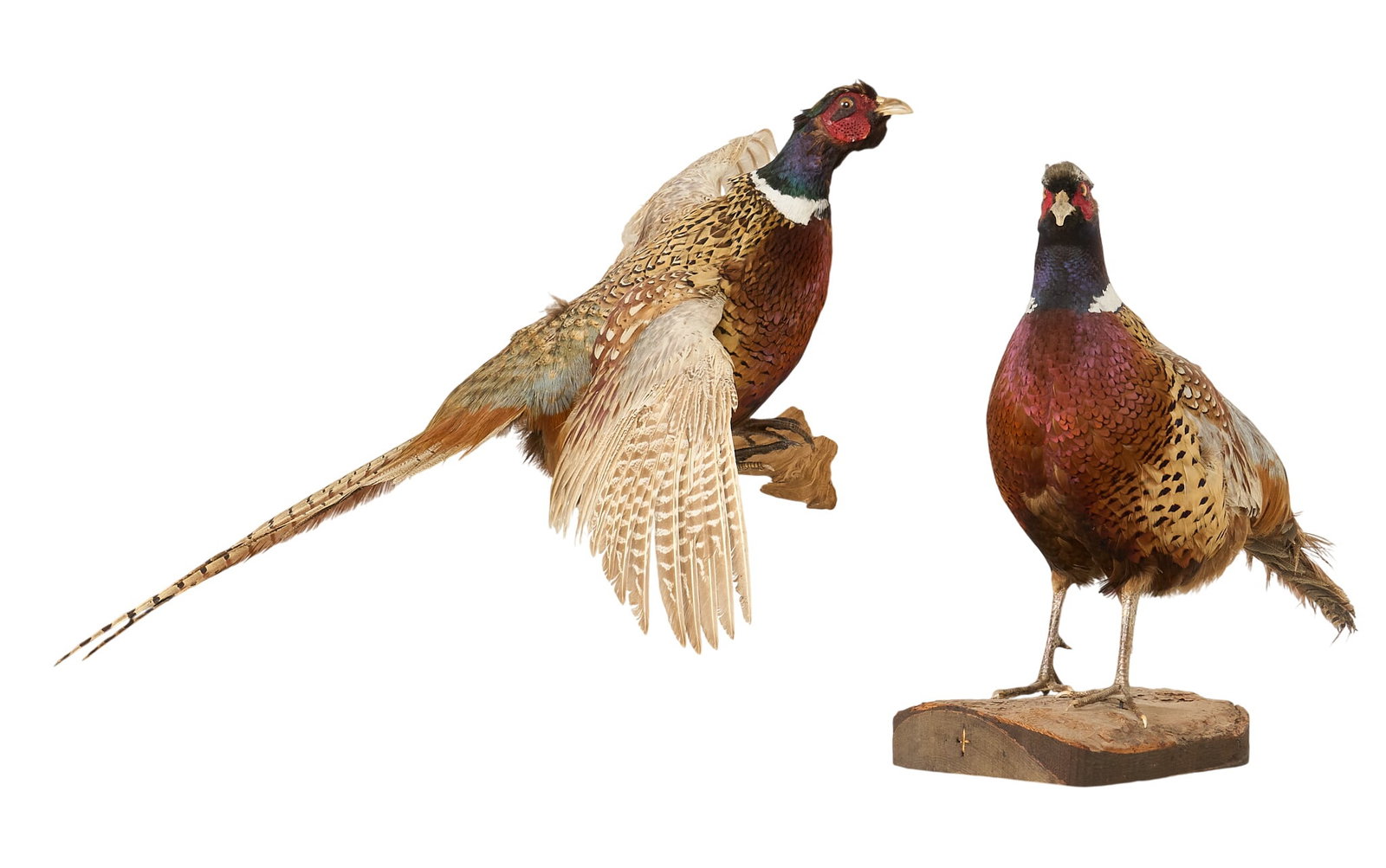 (2) Pheasant Mounts - 2