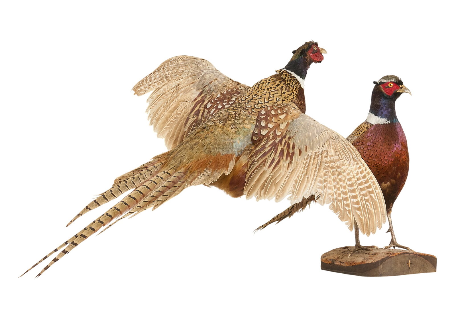 (2) Pheasant Mounts - 3