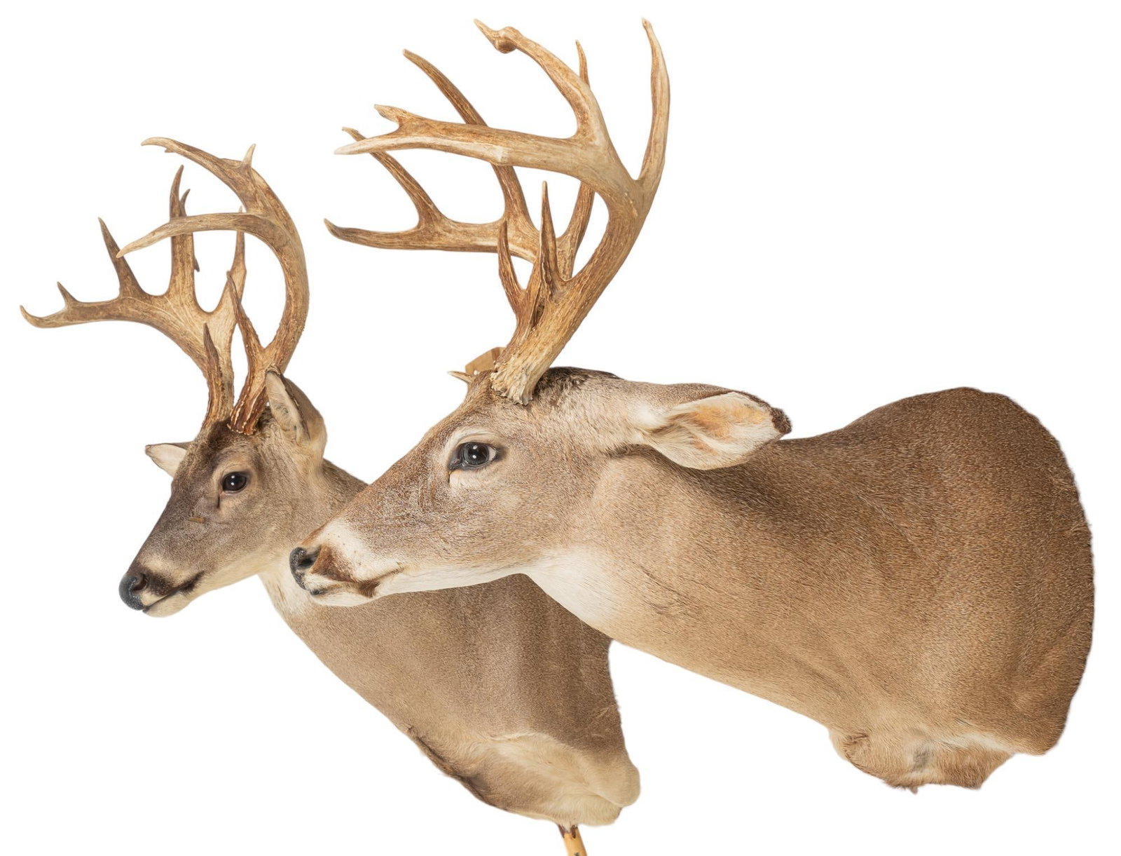 (2) White-Tail Deer Shoulder Mount Taxidermy: Two (2) white-tail deer shoulder mount taxidermy height 27 in. x width 21 in. x depth 28 in. / largest Provenance: Property from a home in San Antonio, TX