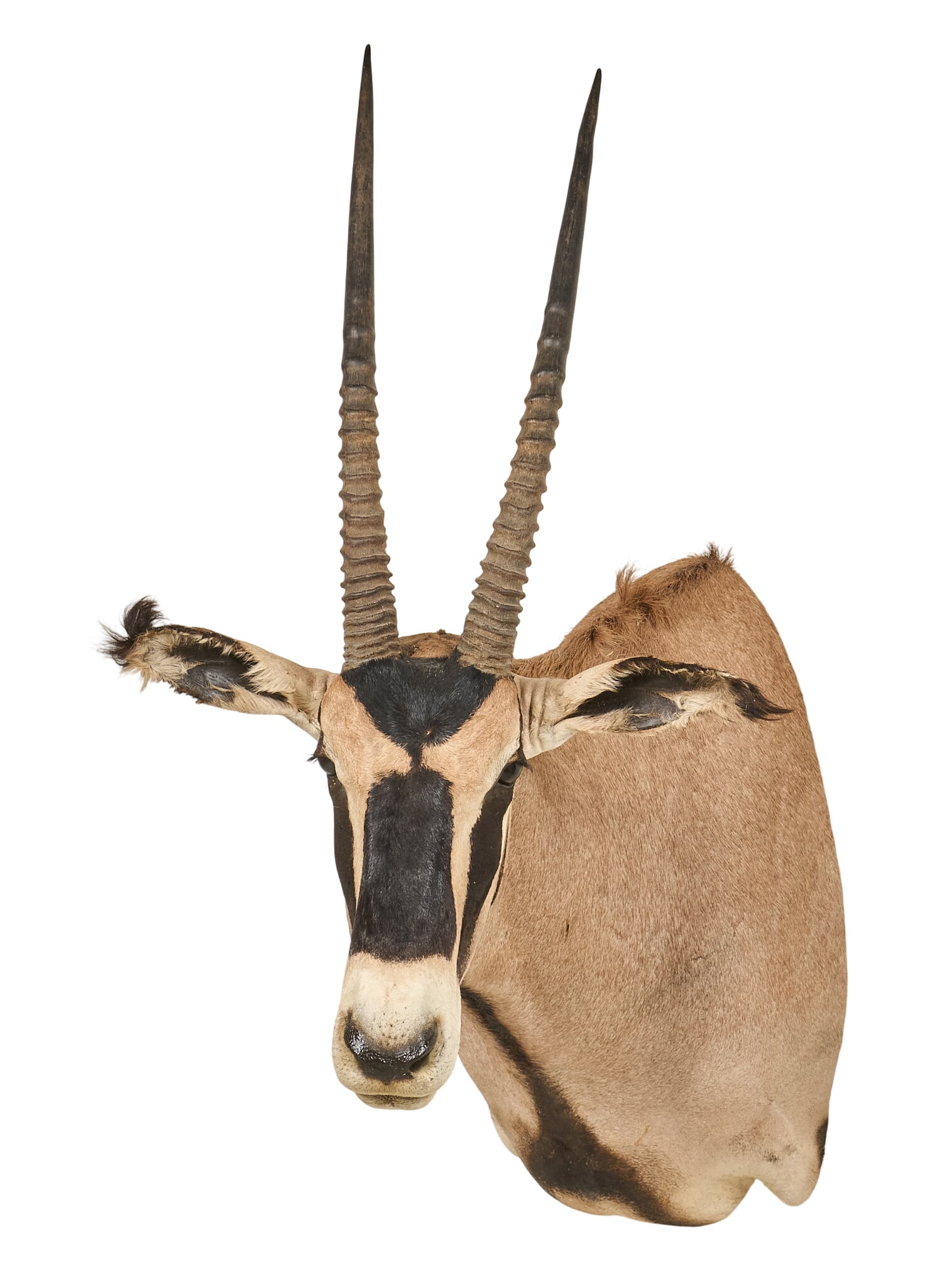 Gemsbok Shoulder Mount: Gemsbok shoulder mount taxidermy height 42 in. x width 21 in. x depth 31 in. Provenance: Property from a home in Port Aransas, Texas