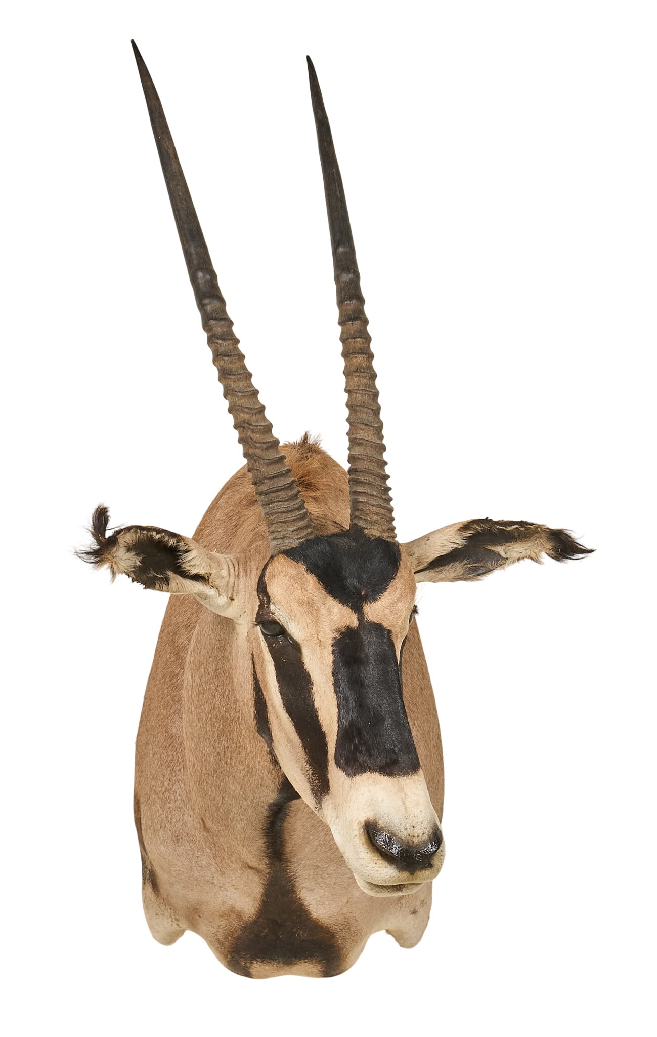 Gemsbok Shoulder Mount - 2