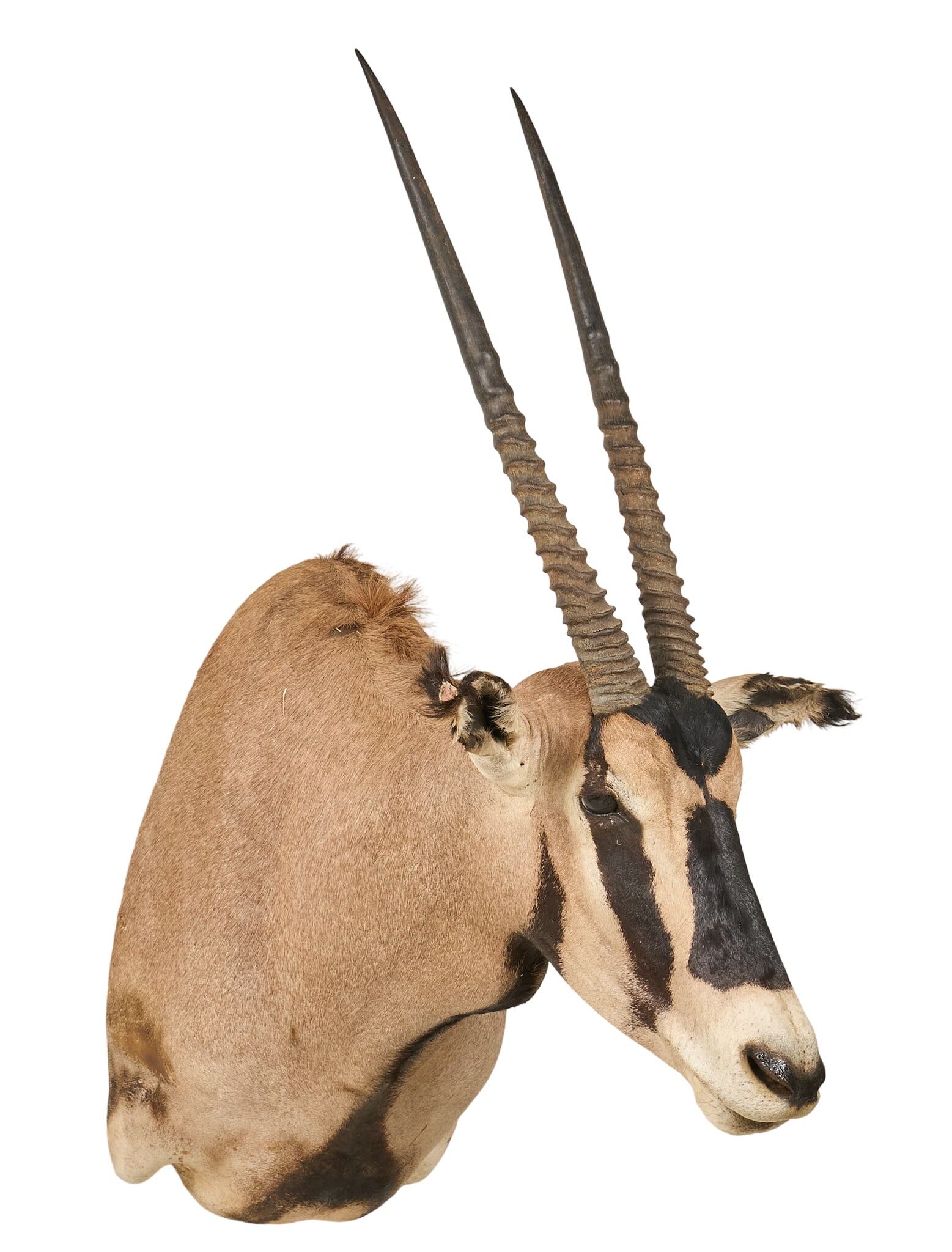 Gemsbok Shoulder Mount - 3
