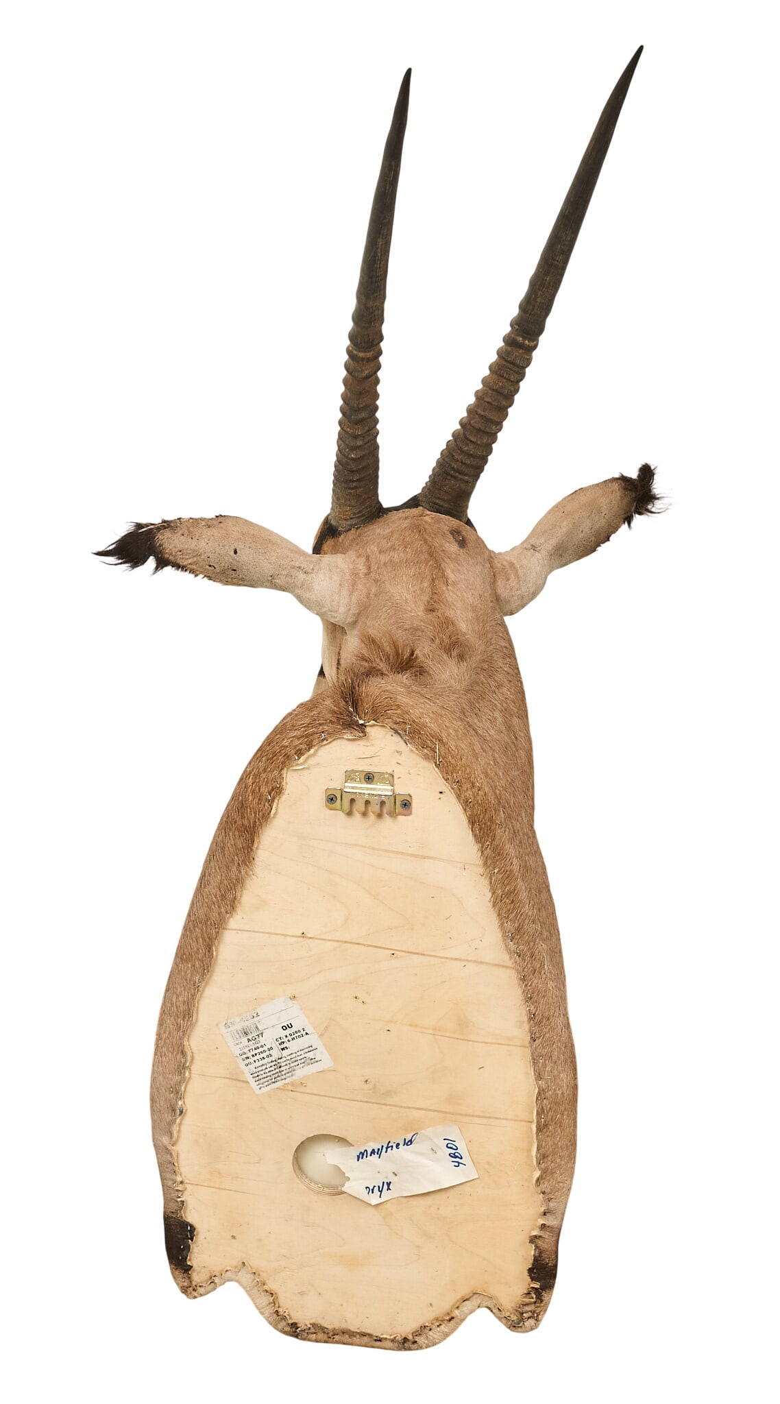 Gemsbok Shoulder Mount - 4