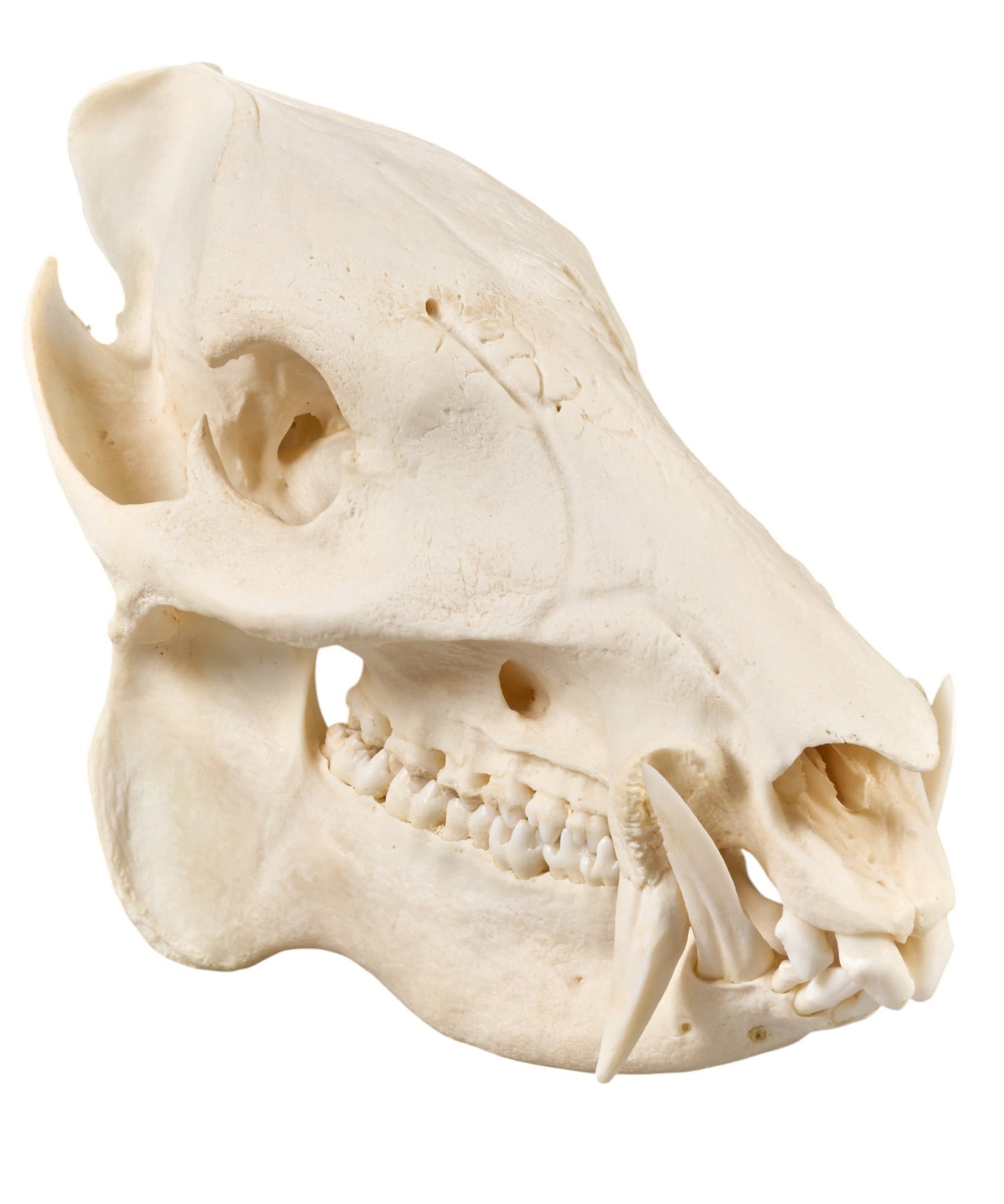 Wild Hog Skull: Wild hog skull, jaw not attached to skull cap height 6.5 in. x width 4 in. x depth 8 in. Provenance: Property from a home in San Antonio, Texas 