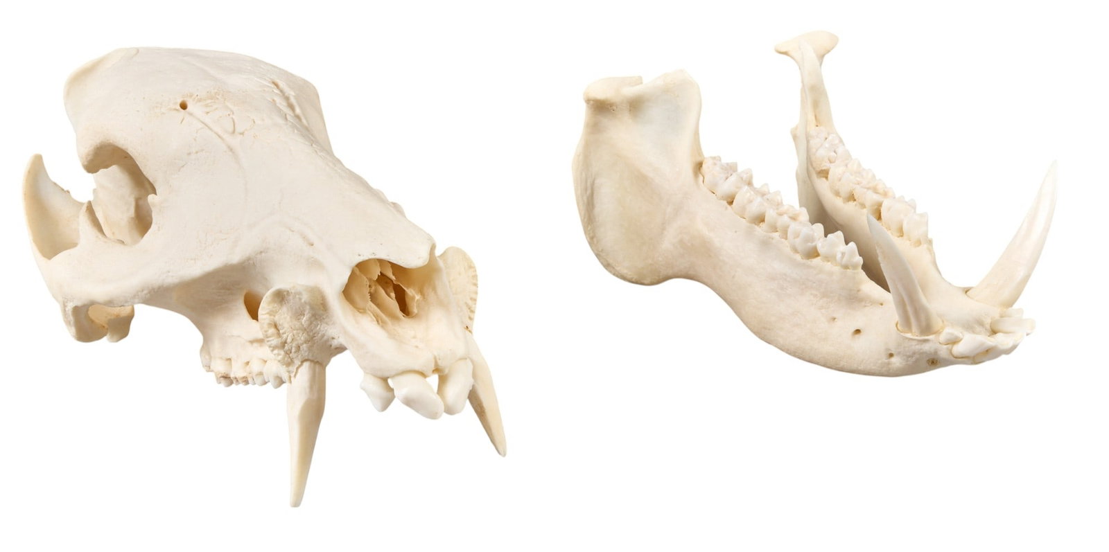 Wild Hog Skull - 3