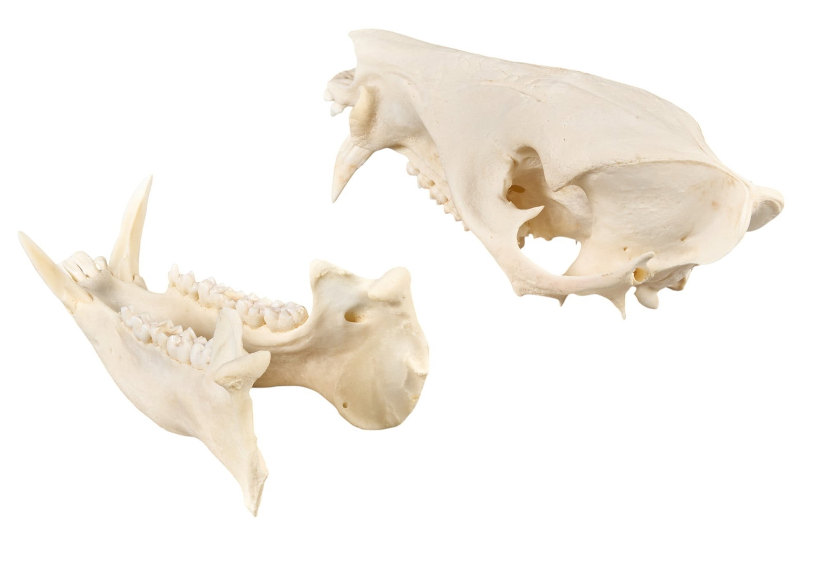 Wild Hog Skull - 4
