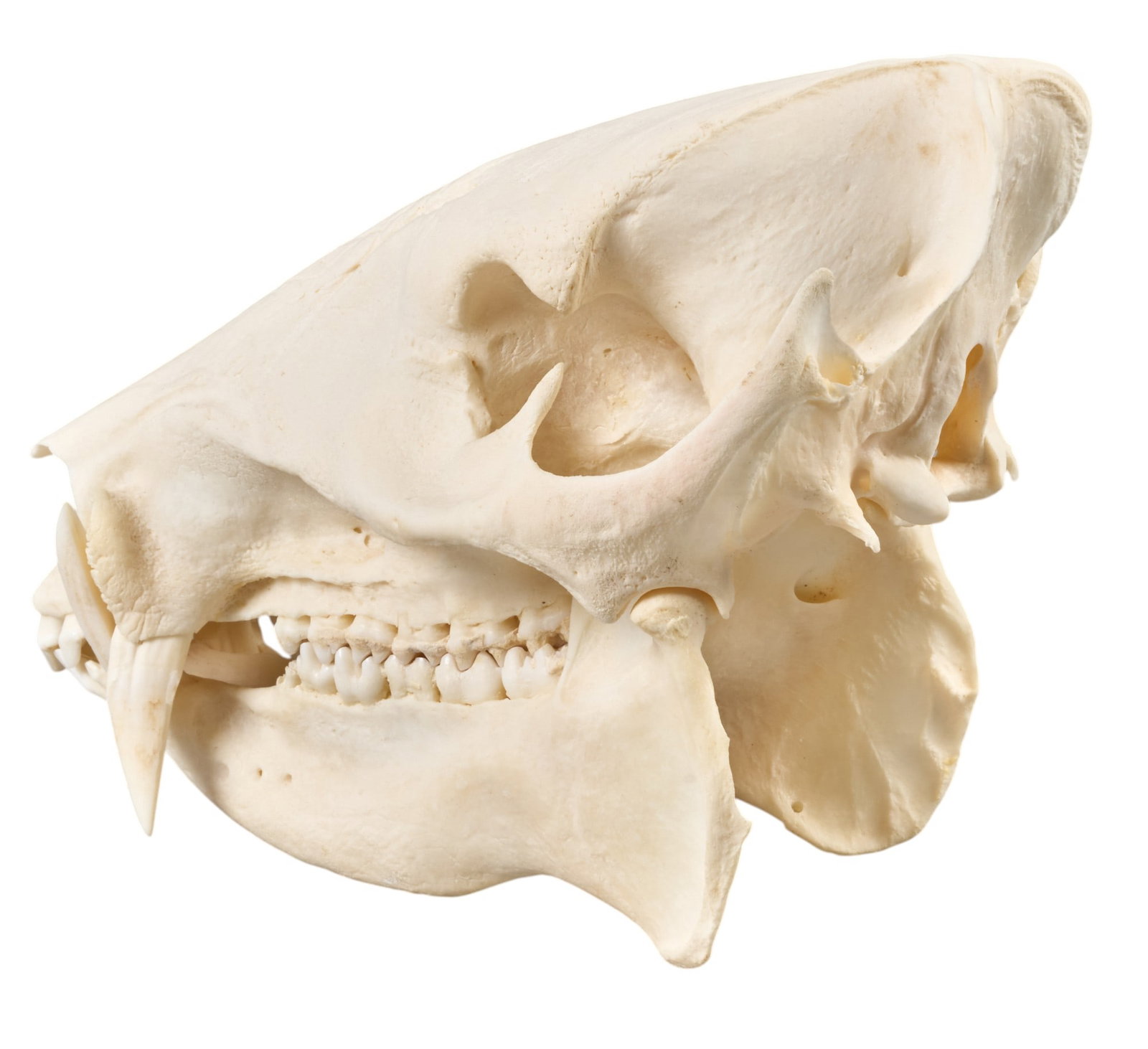 Wild Hog Skull - 5