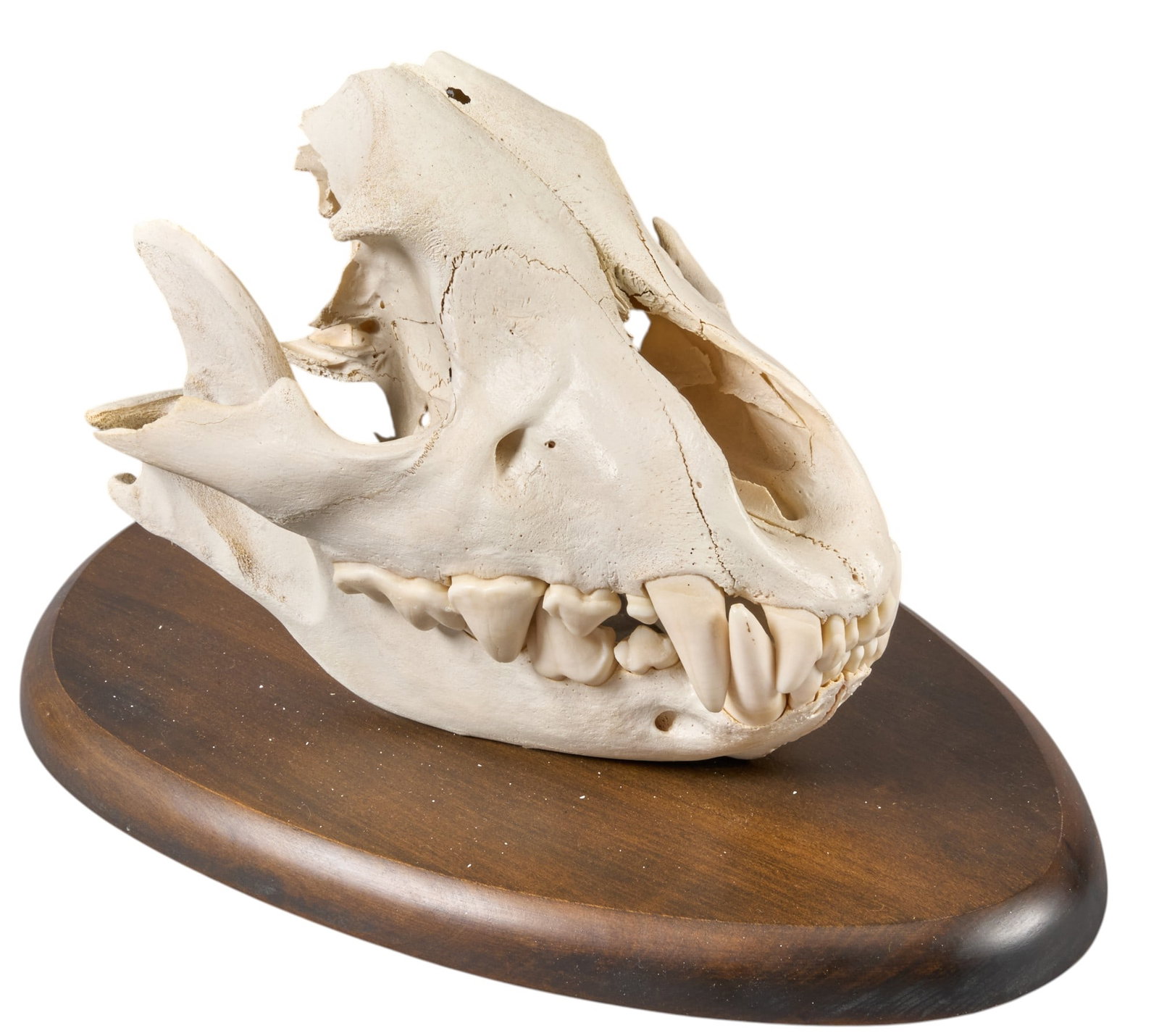 Partial Animal Skull: Partial animal skull specimen on stand, likely canine height 10 in. x width 7 in. x depth 8 in. Provenance: Property from a home in San Antonio, Texas 