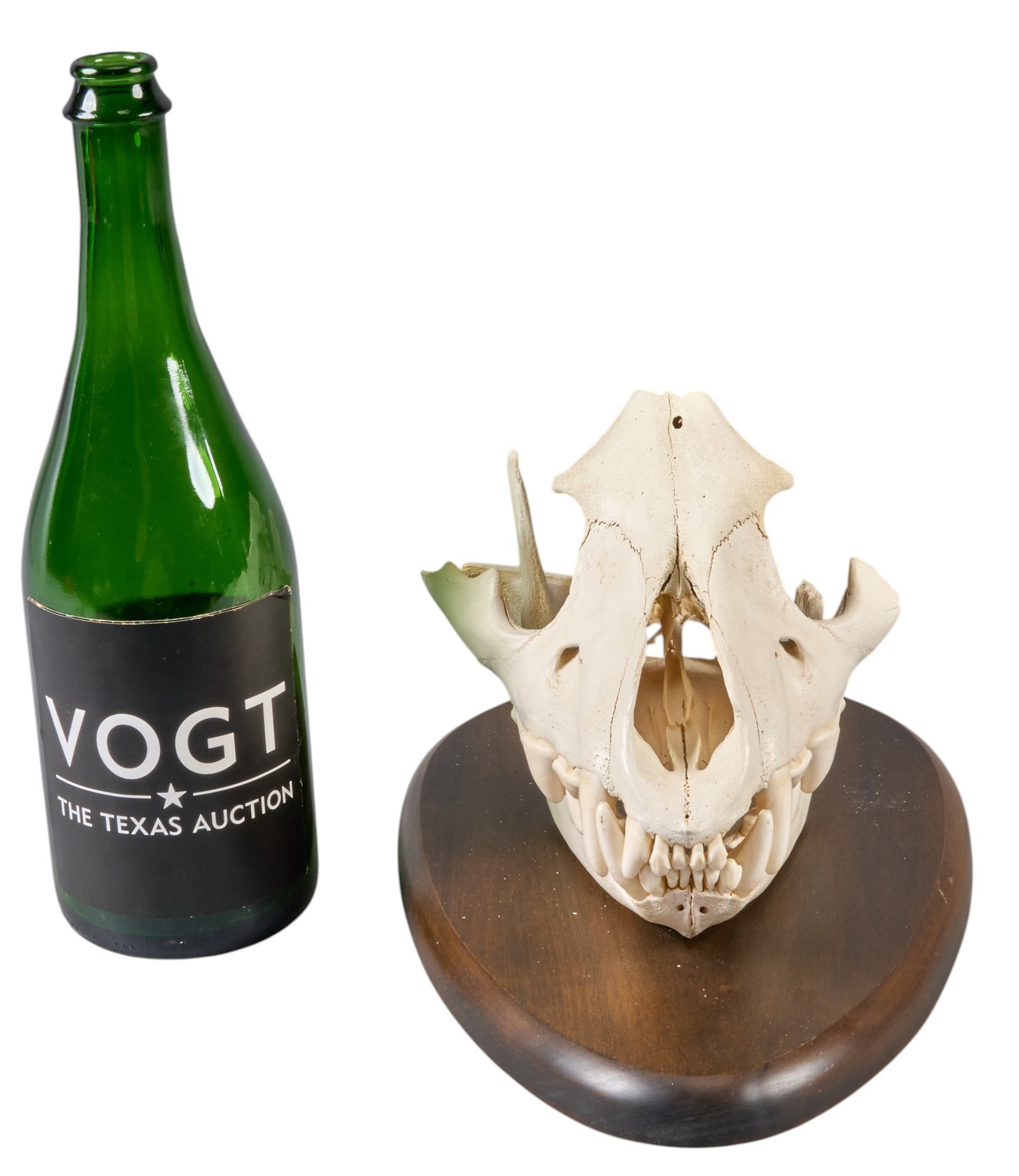 Partial Animal Skull - 2