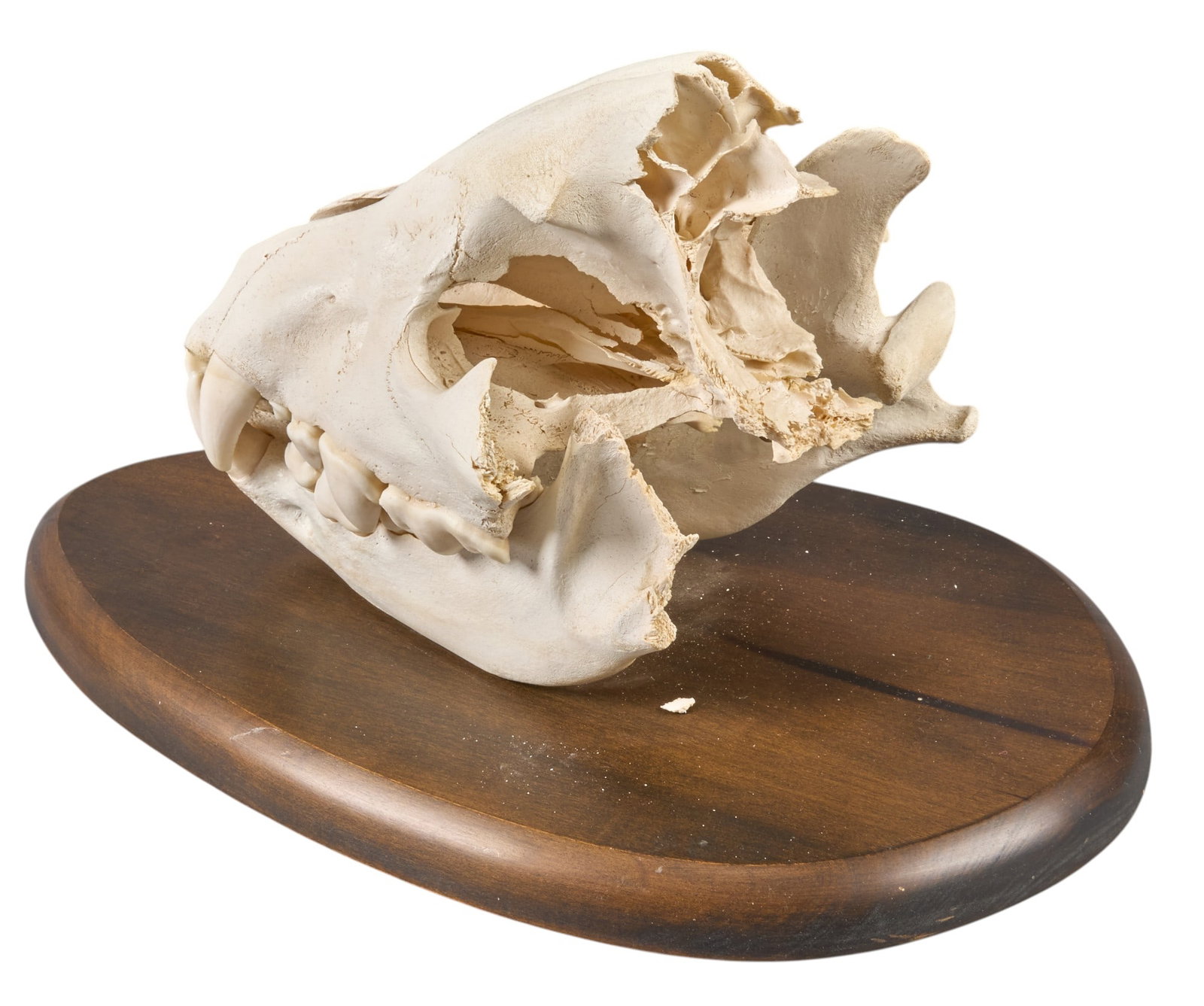 Partial Animal Skull - 3