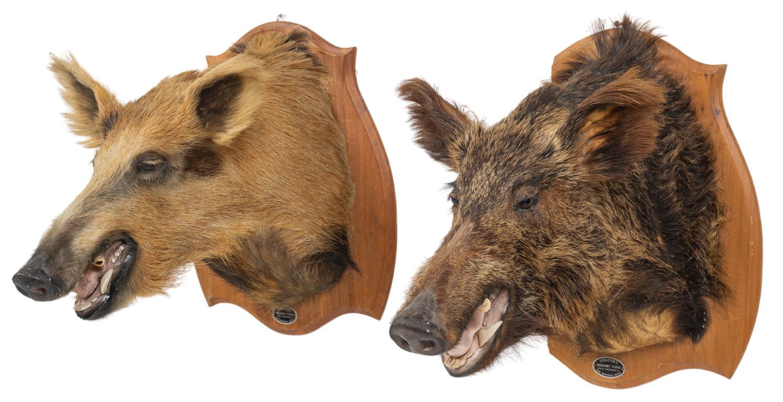 (2) Boars Head Mount Taxidermy: Two (2) boars head mount taxidermy height 24 in. x width 19 in. x depth 26 in. Provenance: Property from a home in San Antonio, TX