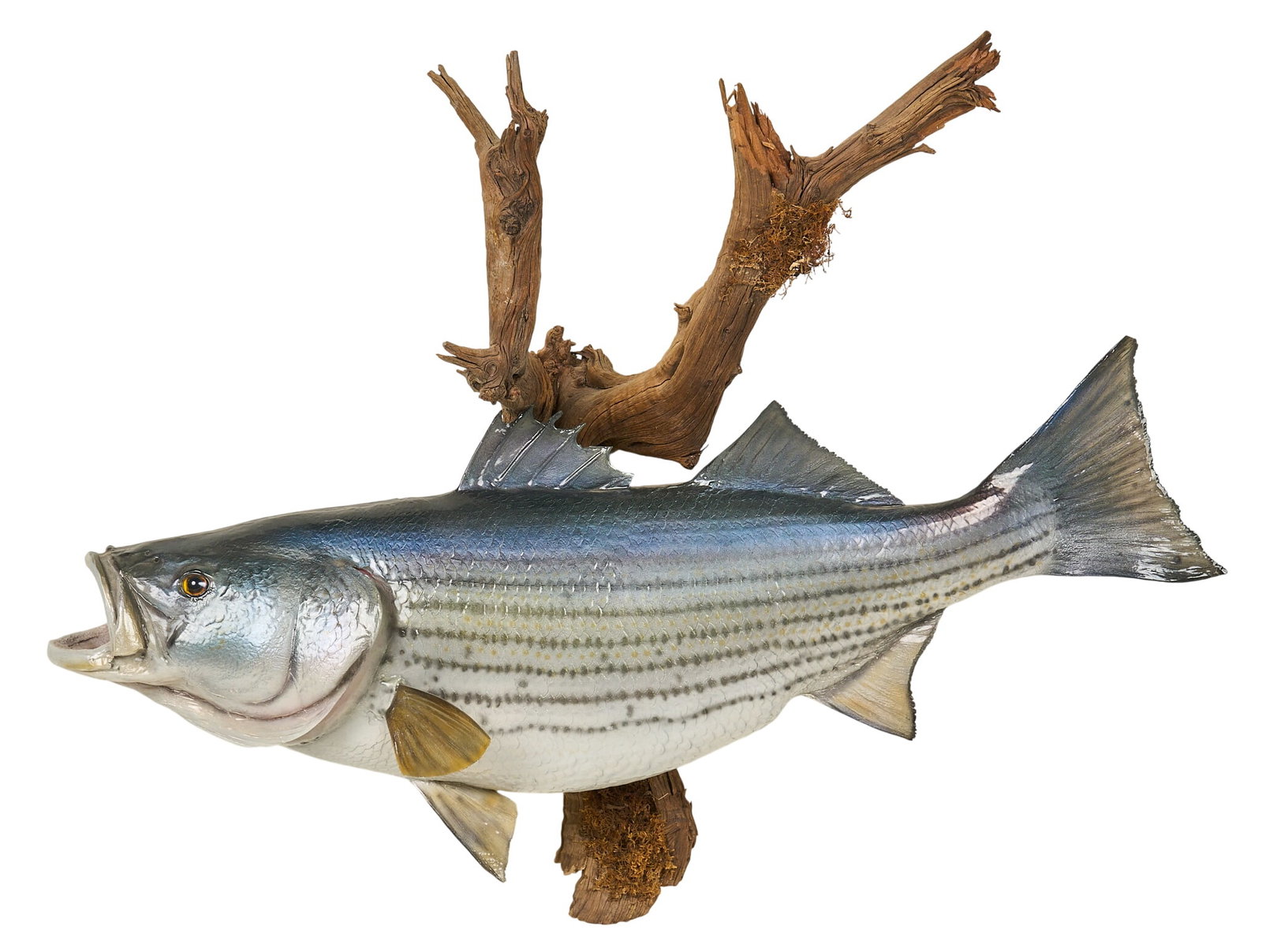 Striped Bass Fish Mount: Striped bass fish on faux wood mount height 29 in. x width 34 in. x depth 13 in. Provenance: Property from a home in Port Aransas, Texas 