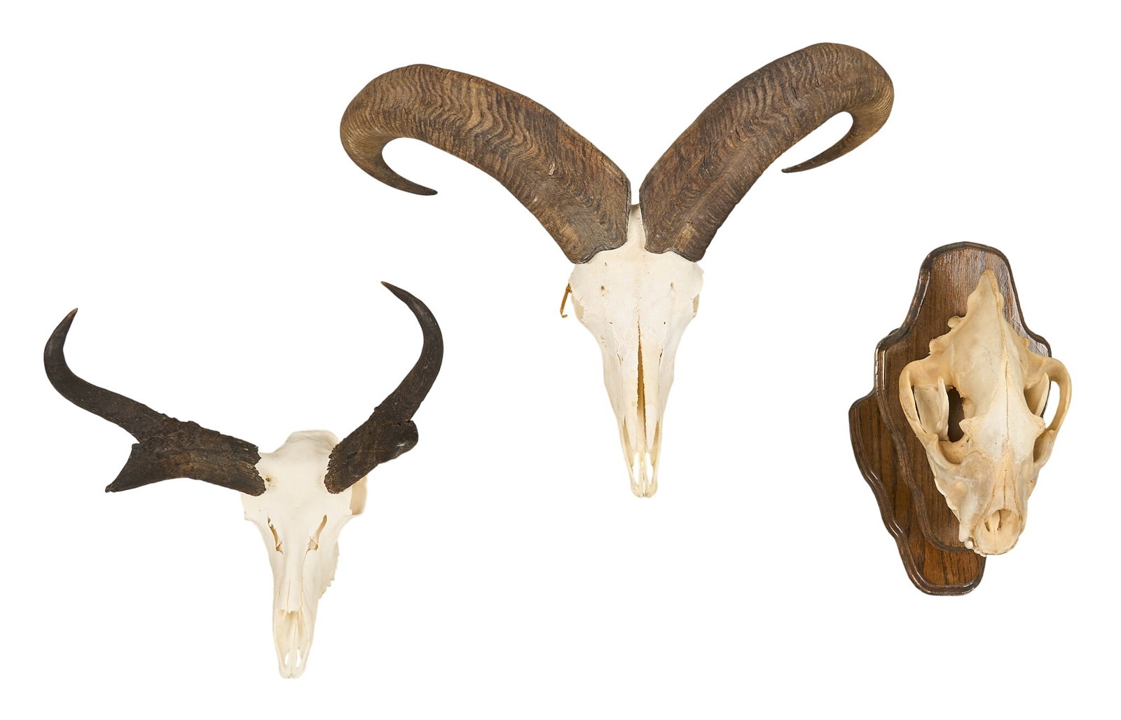 (3) Animal Skulls: Three animal skull specimen, with pronghorn, Aoudad sheep, and small bear skull on wooden plaque height 20 in. x width 26 in. x depth 12 in. / largest Provenance: Property from a home in Port