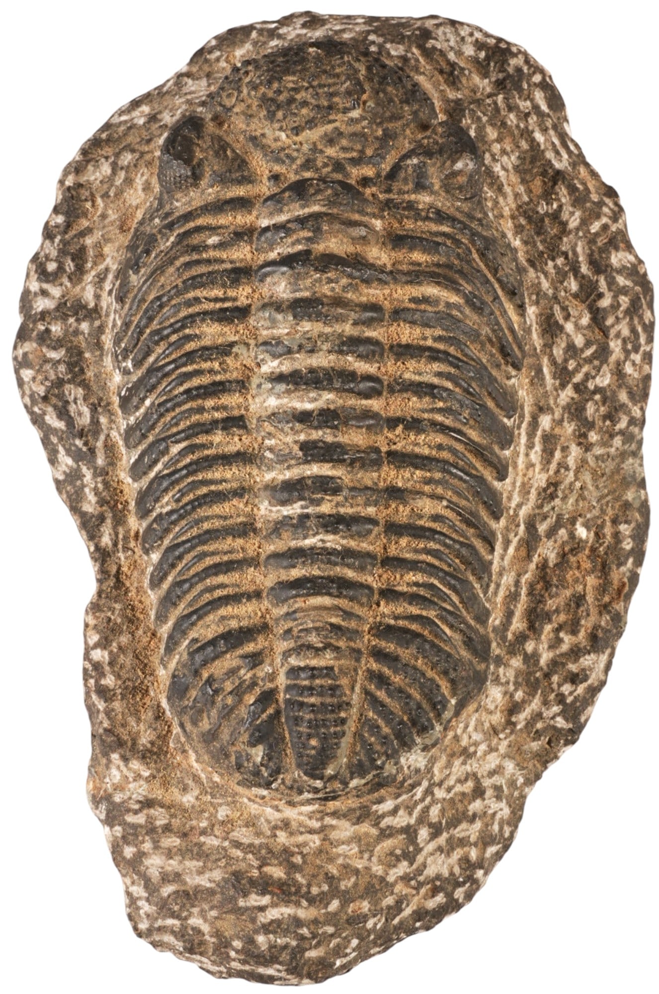 Trilobite Fossil: Trilobite fossil specimen height 7 in. x width 4 in. x depth 3 in. Provenance: Property from a home in San Antonio, Texas 