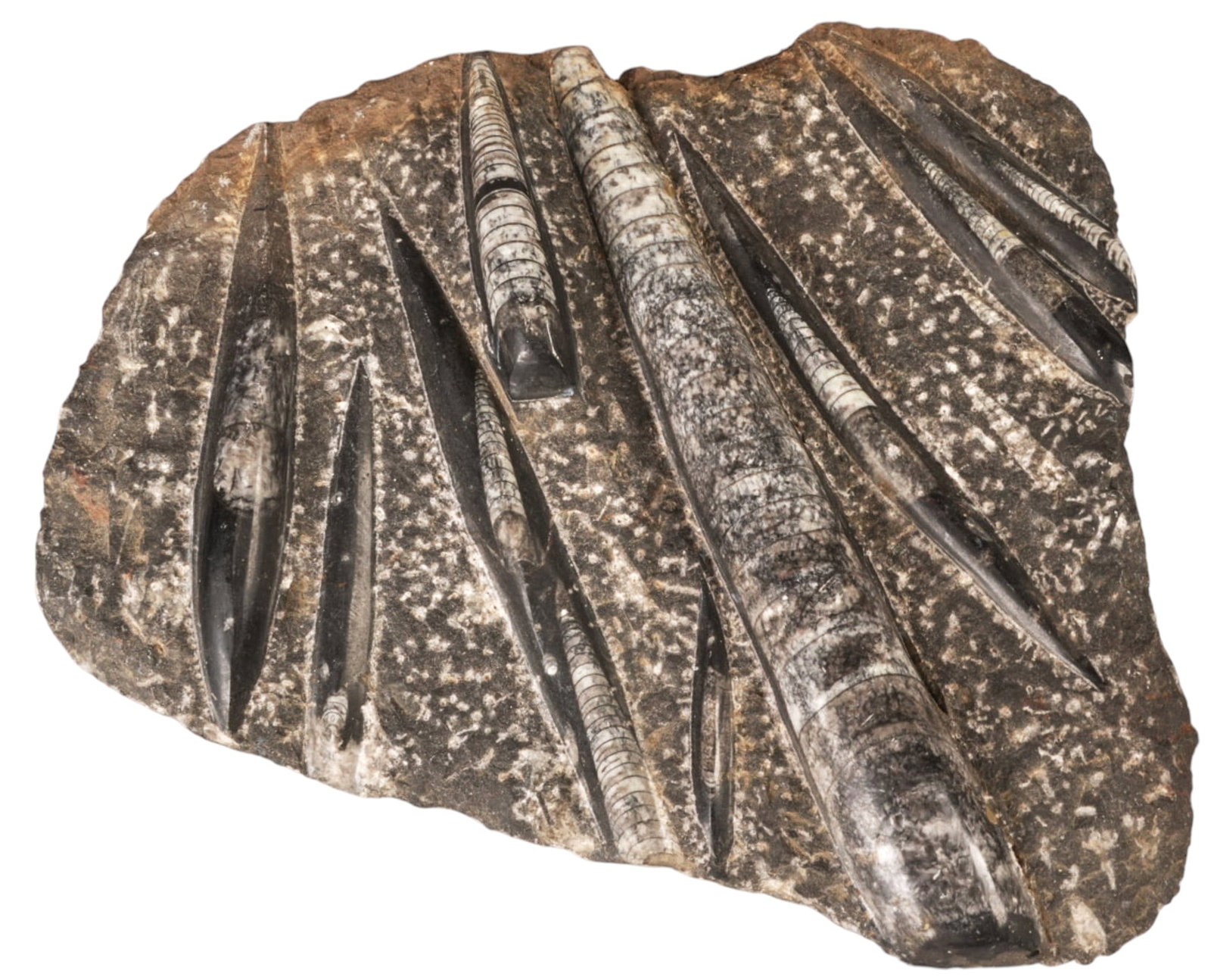 Orthoceras Fossil: Orthoceras fossil specimen height 13 in. x width 12 in. x depth x 2 in. Provenance: Property from a home in San Antonio, Texas 