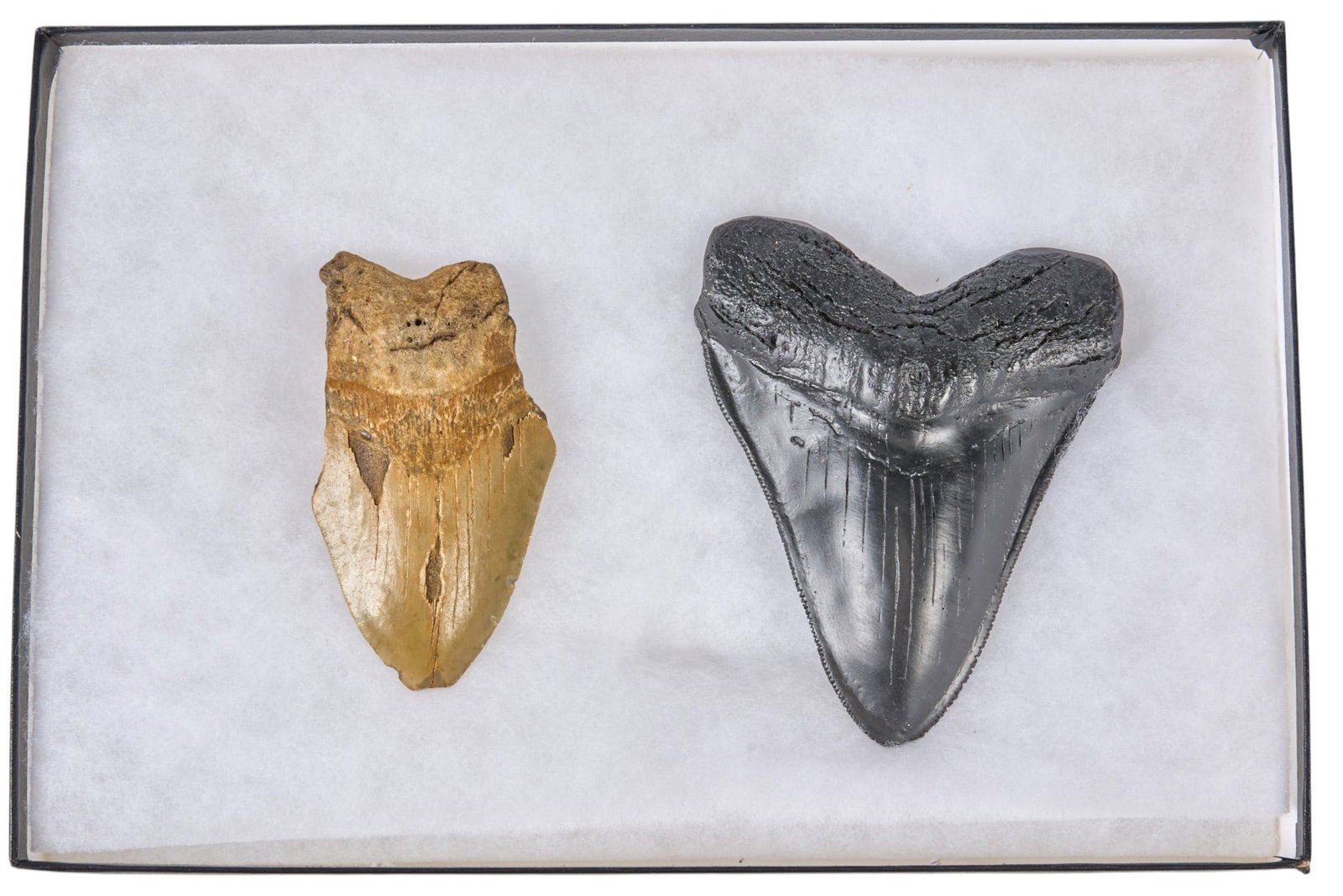 Framed Collection of (2) Megalodon Teeth: Framed collection of (2) megalodon teeth height 8 1/4 in. x width 12 1/4 in. x depth 2 in. / frame Provenance: Property from a home in Austin, Texas 