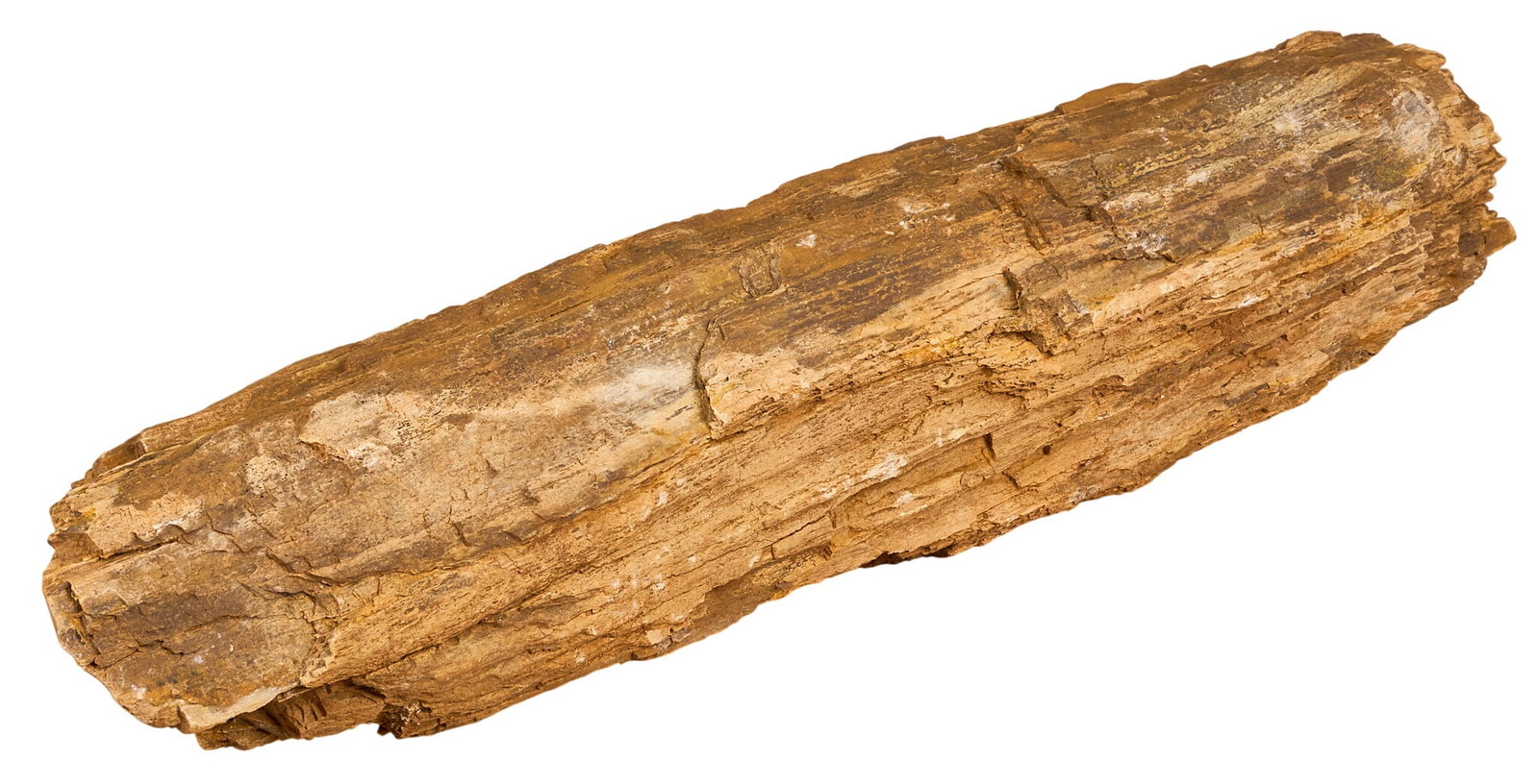 Large Petrified Wood Piece: Large piece of petrified wood height 6 in. x width 26 in. x depth 4.5 in. Provenance: Property from a home in McMullen County, Texas