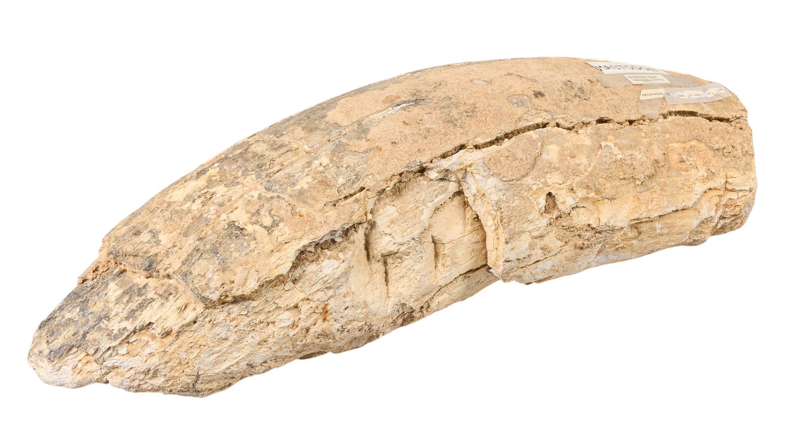Red McCombs | Mastodon Tusk: Mastodon tusk, found in Comanche, Texas height 6 in. x width 24 in. x depth 7.5 in. Provenance: Property from the p