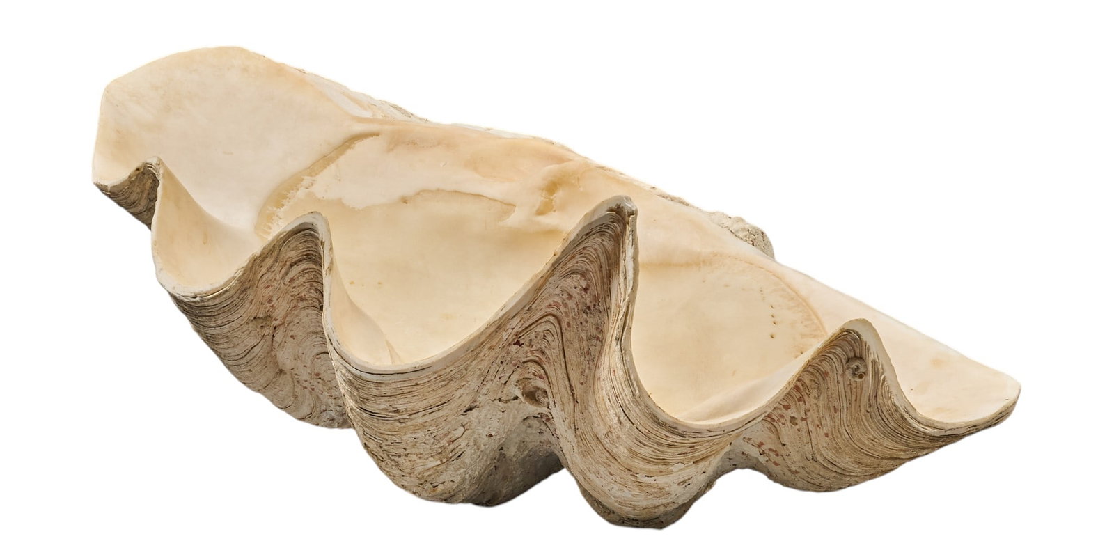 Red McCombs | Giant Natural Clam Shell: Giant natural salt water clam shell height 9 in. x width 21 in. x depth 13 in. Provenance: Property from the personal estate collection of iconic Texas businessman, civic leader and philanthropi
