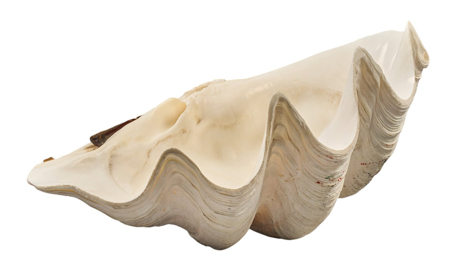 Red McCombs | Giant Natural Clam Shell: Giant natural salt water clam shell height 8 in. x width 17 in. x depth 12 in. Provenance: Property from the personal estate collection of iconic Texas businessman, civic leader and philanthropist